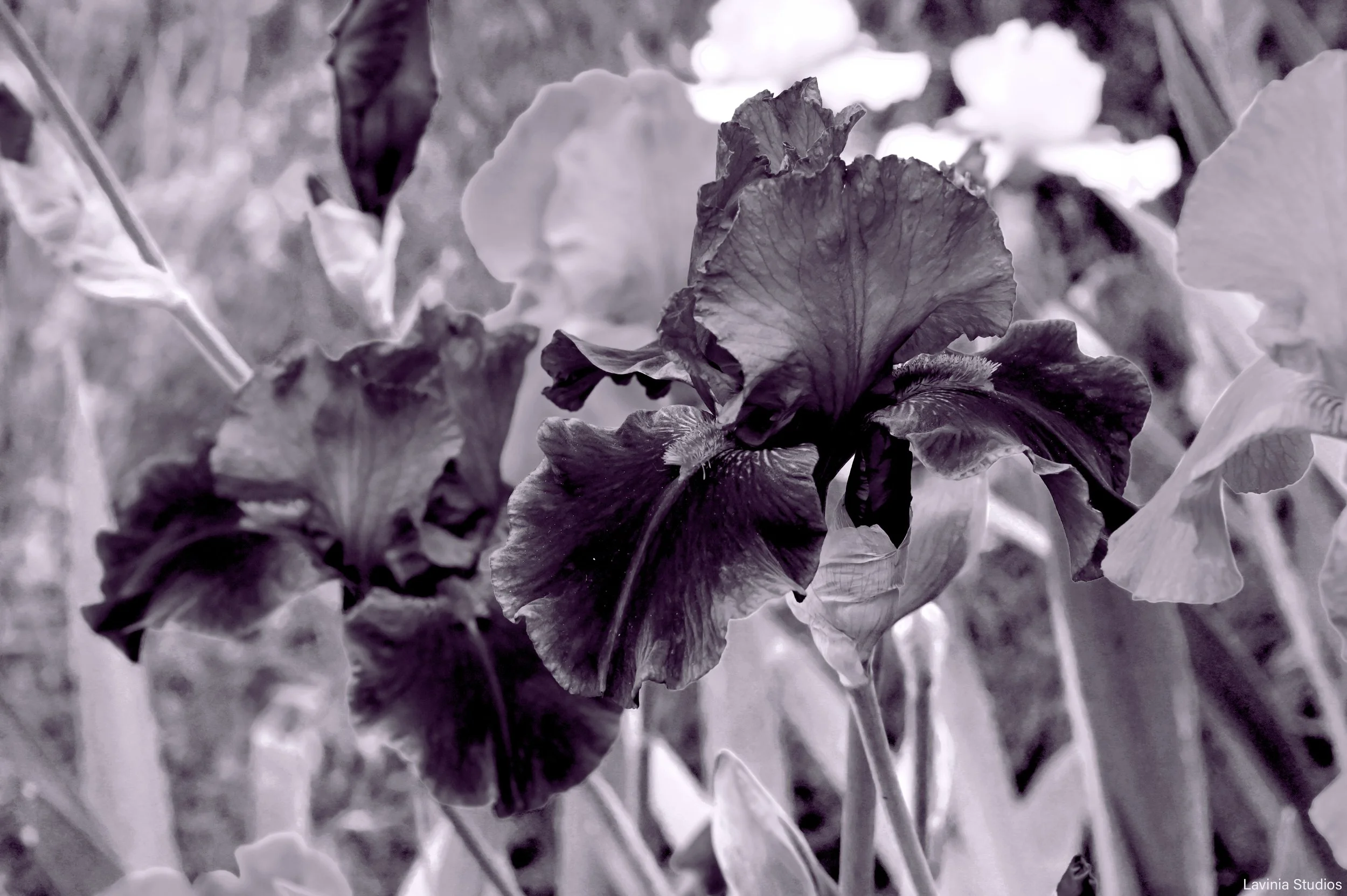 Iris - II