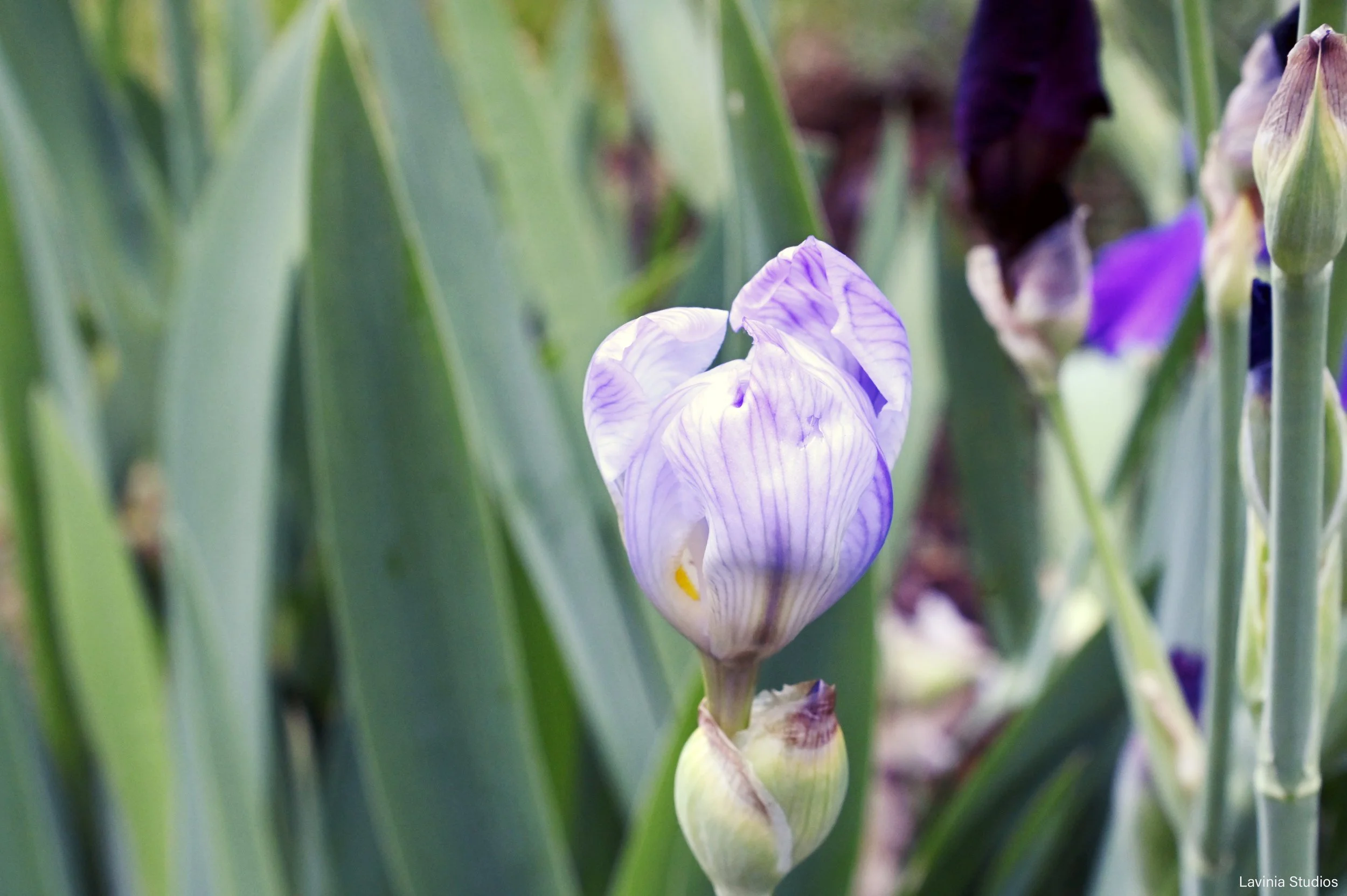 Iris