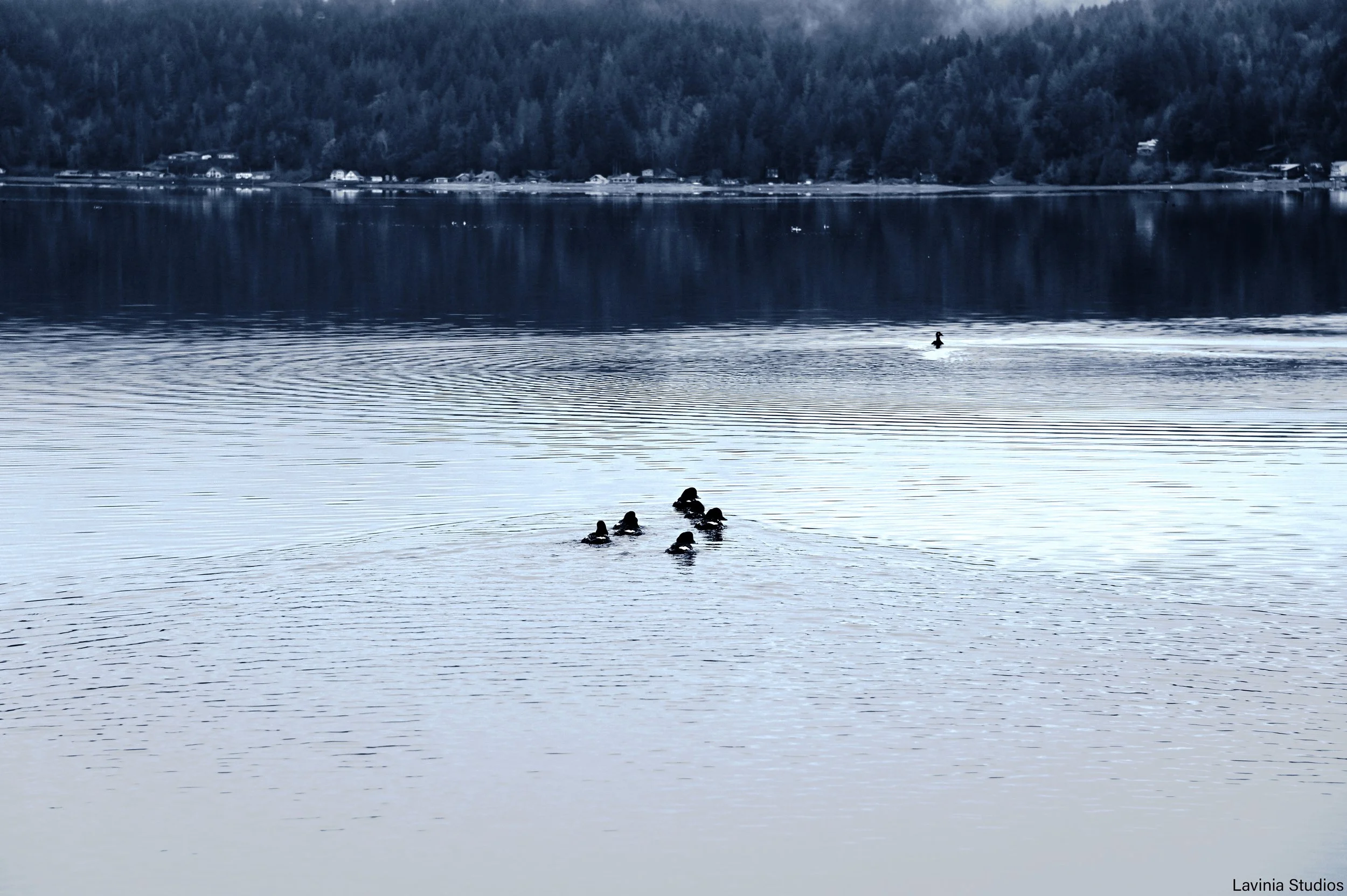 Ducks on Hood Canal