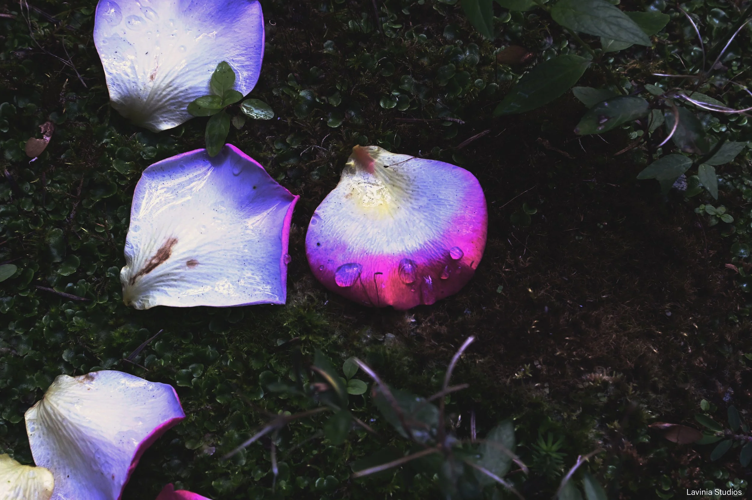Fallen rose petals, late summer