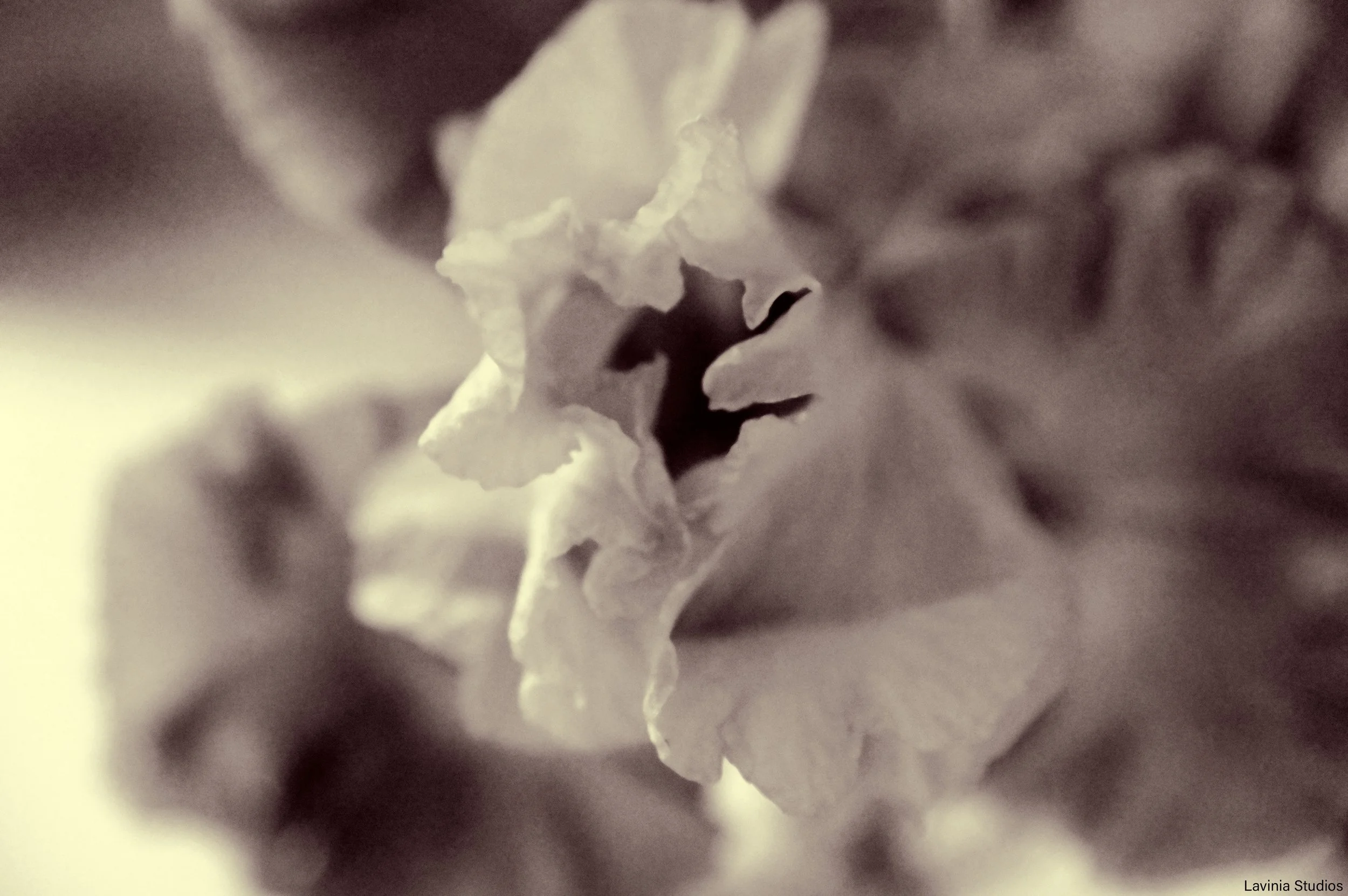 Iris - III