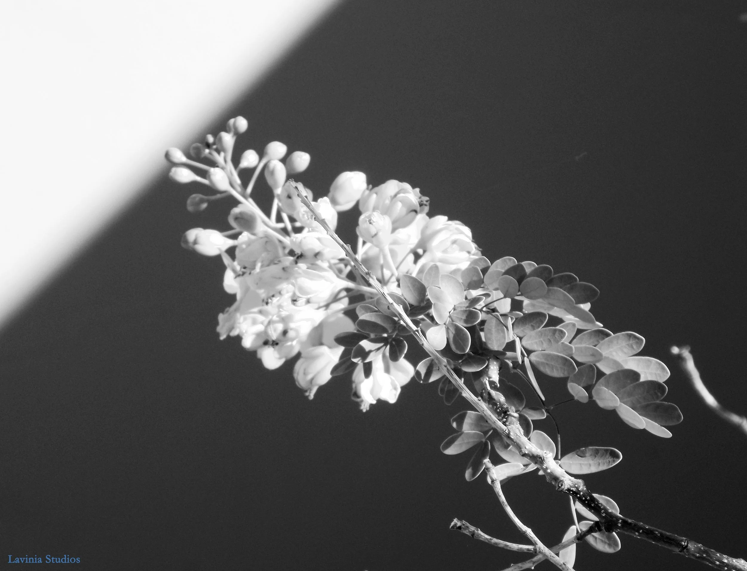 Desert Plant, Arizona