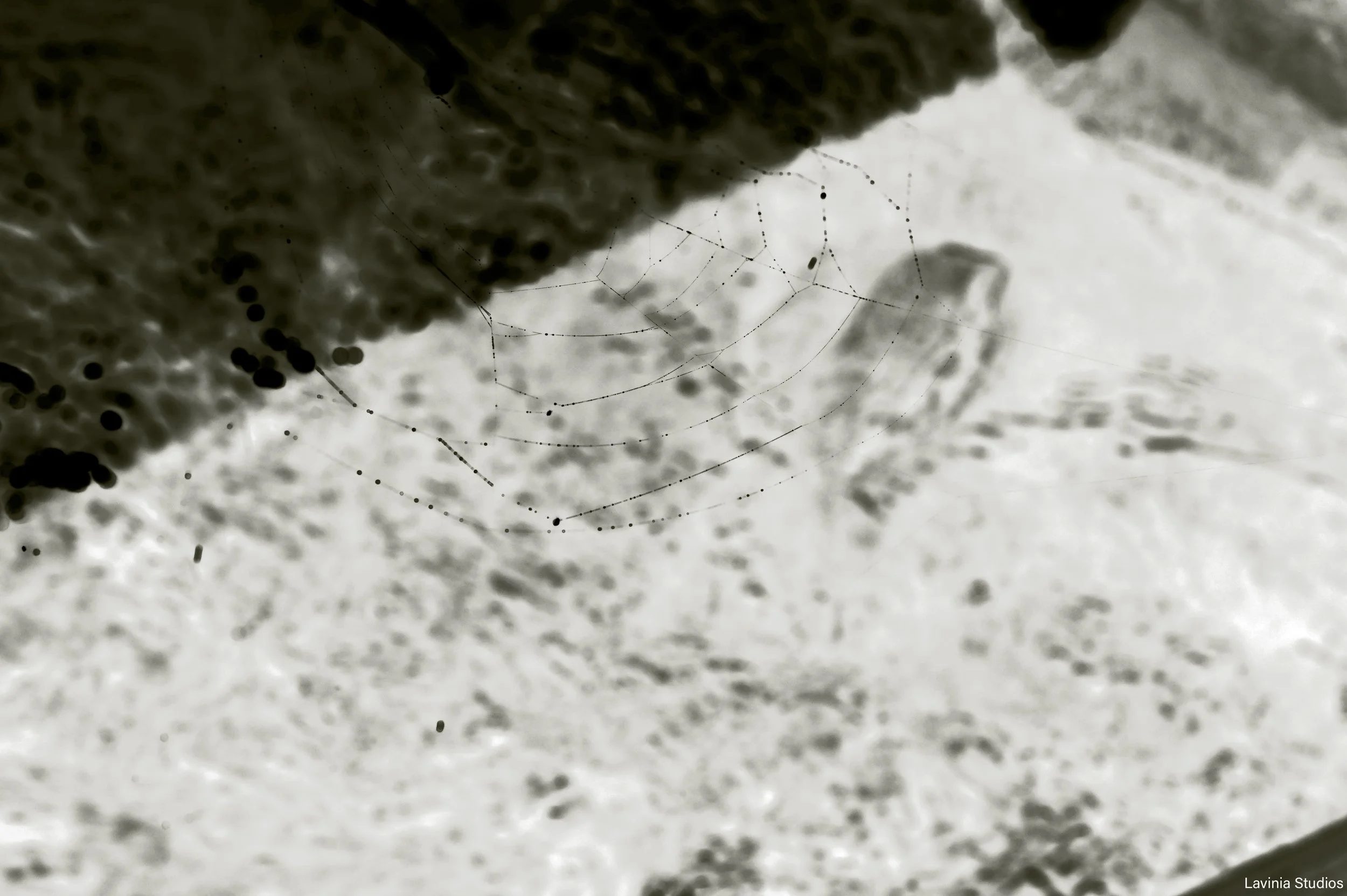 Web Over Rushing Water (inverted)