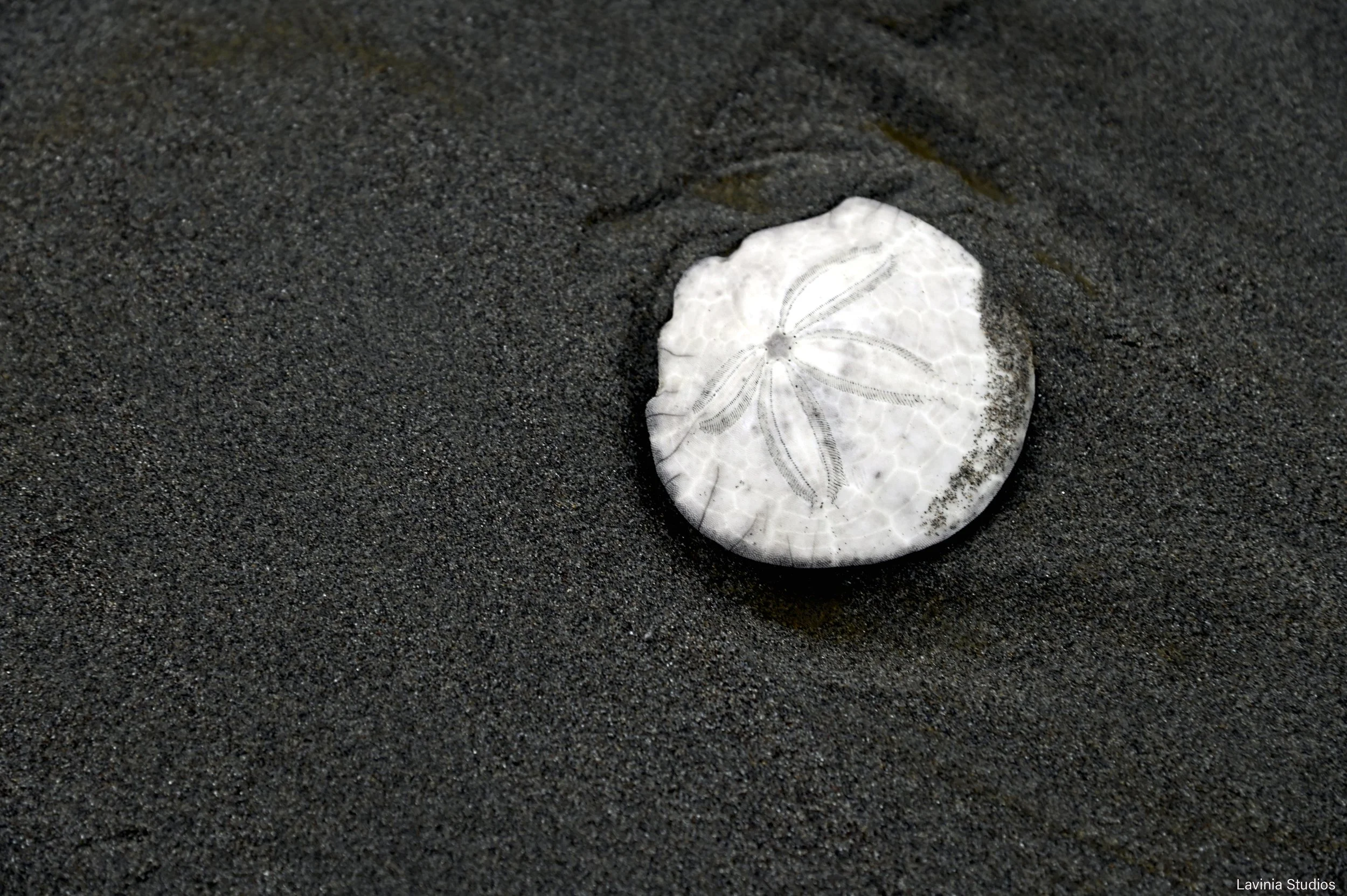 Sand Dollar, Washington State