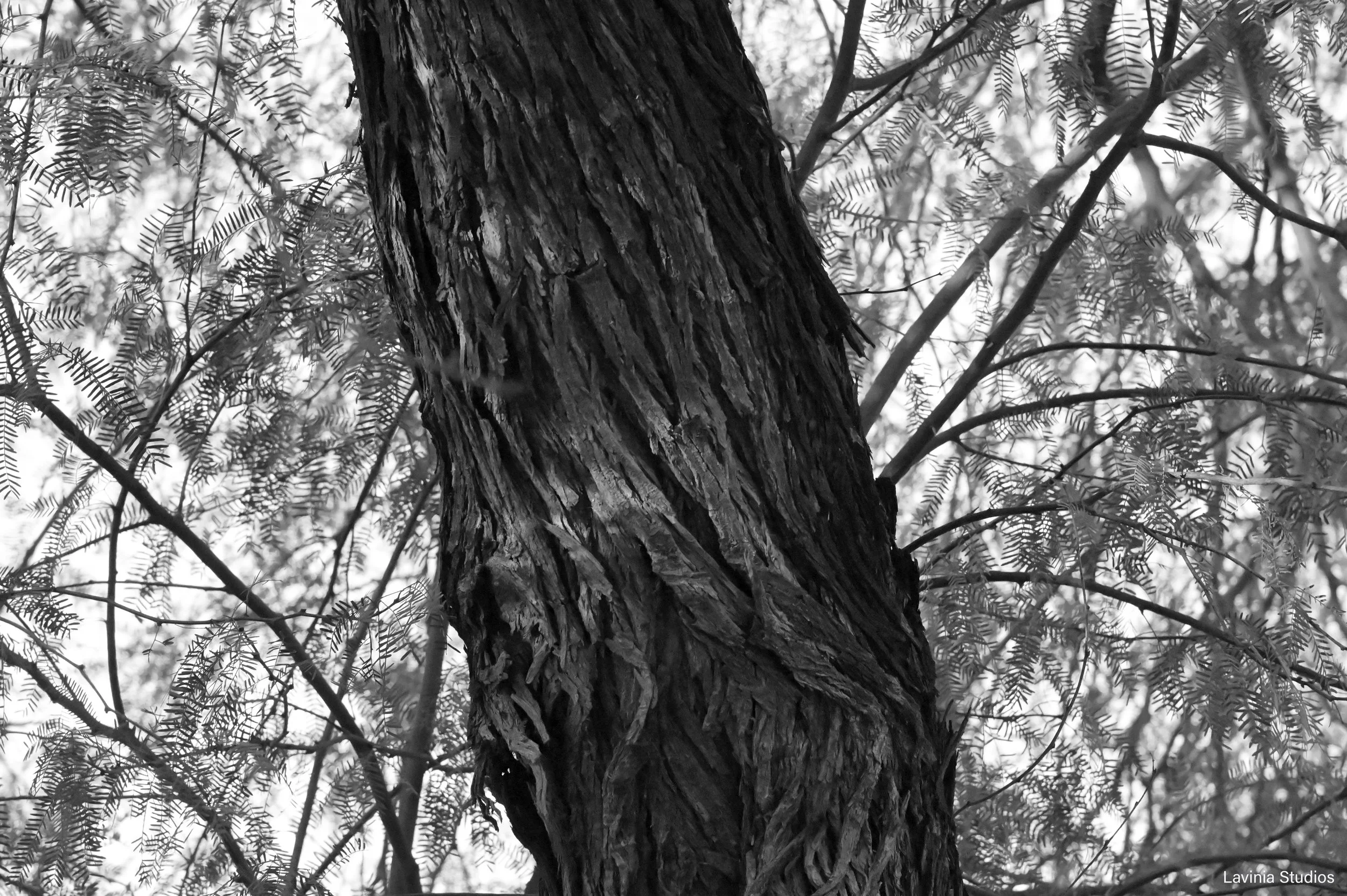 Arizona Tree