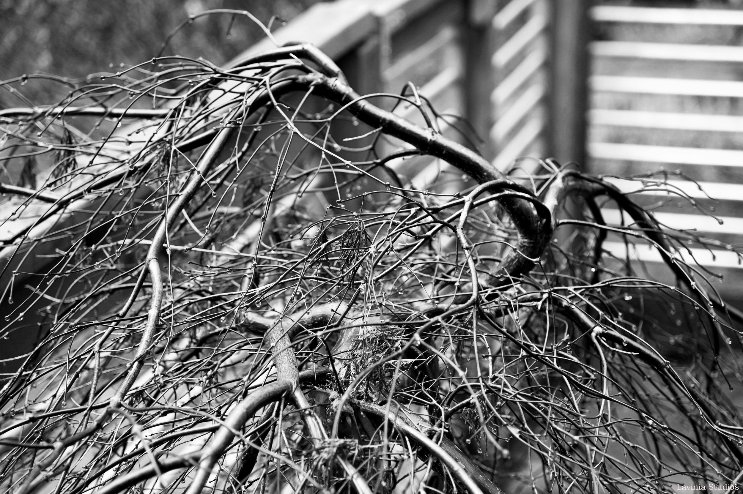 Winter Maple After Rain