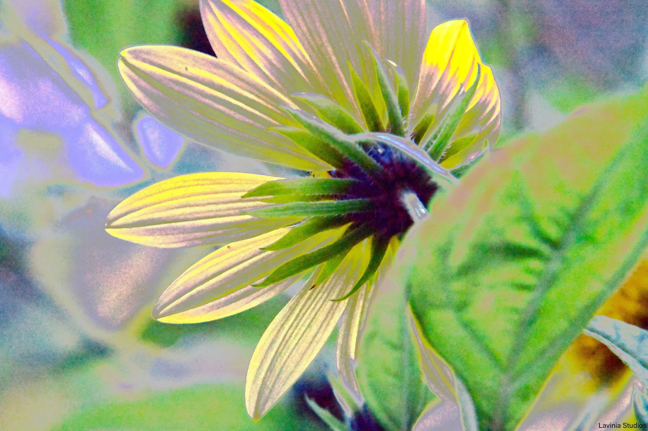 Sunflower - backside