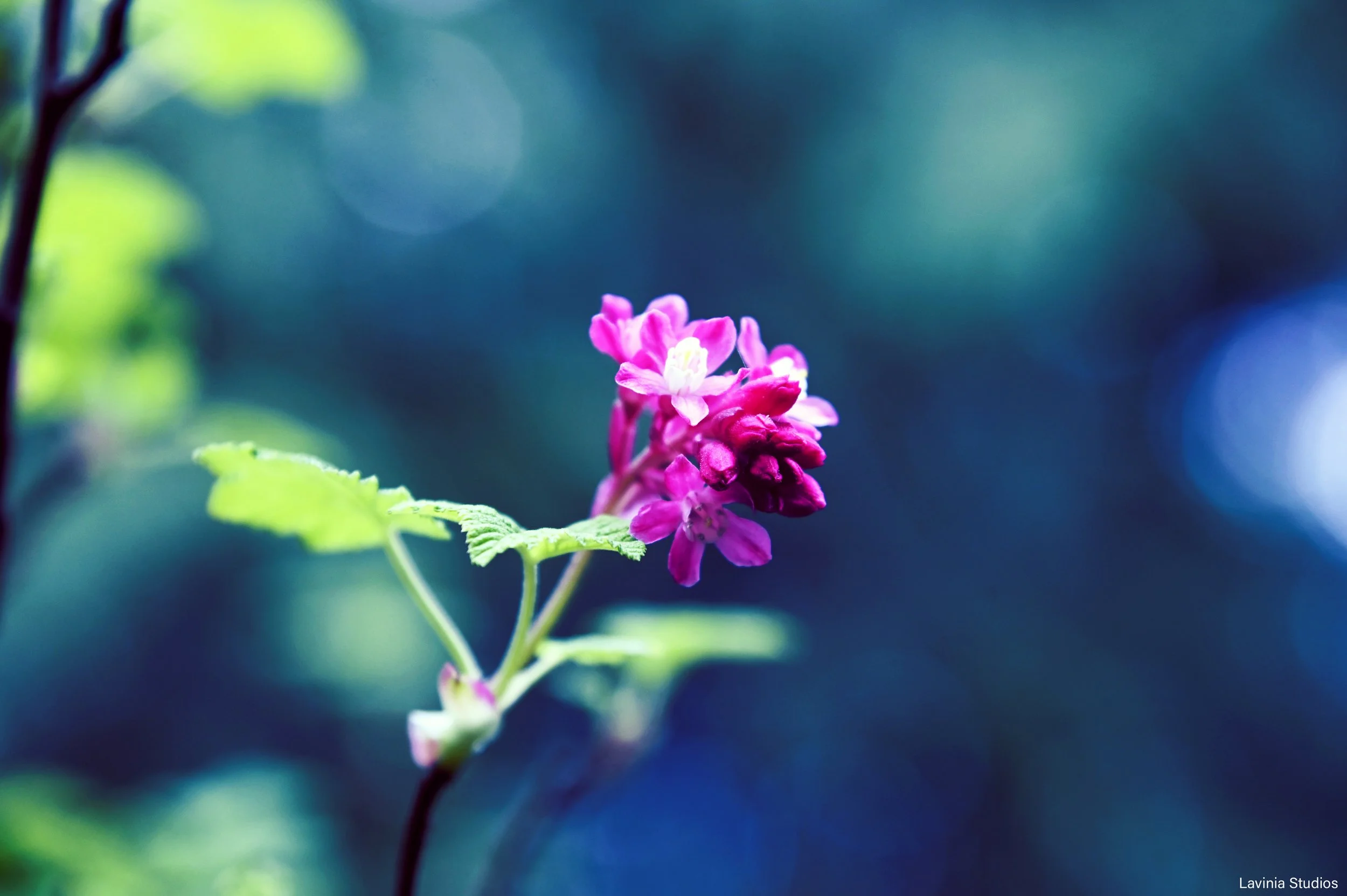 Flowering Currant