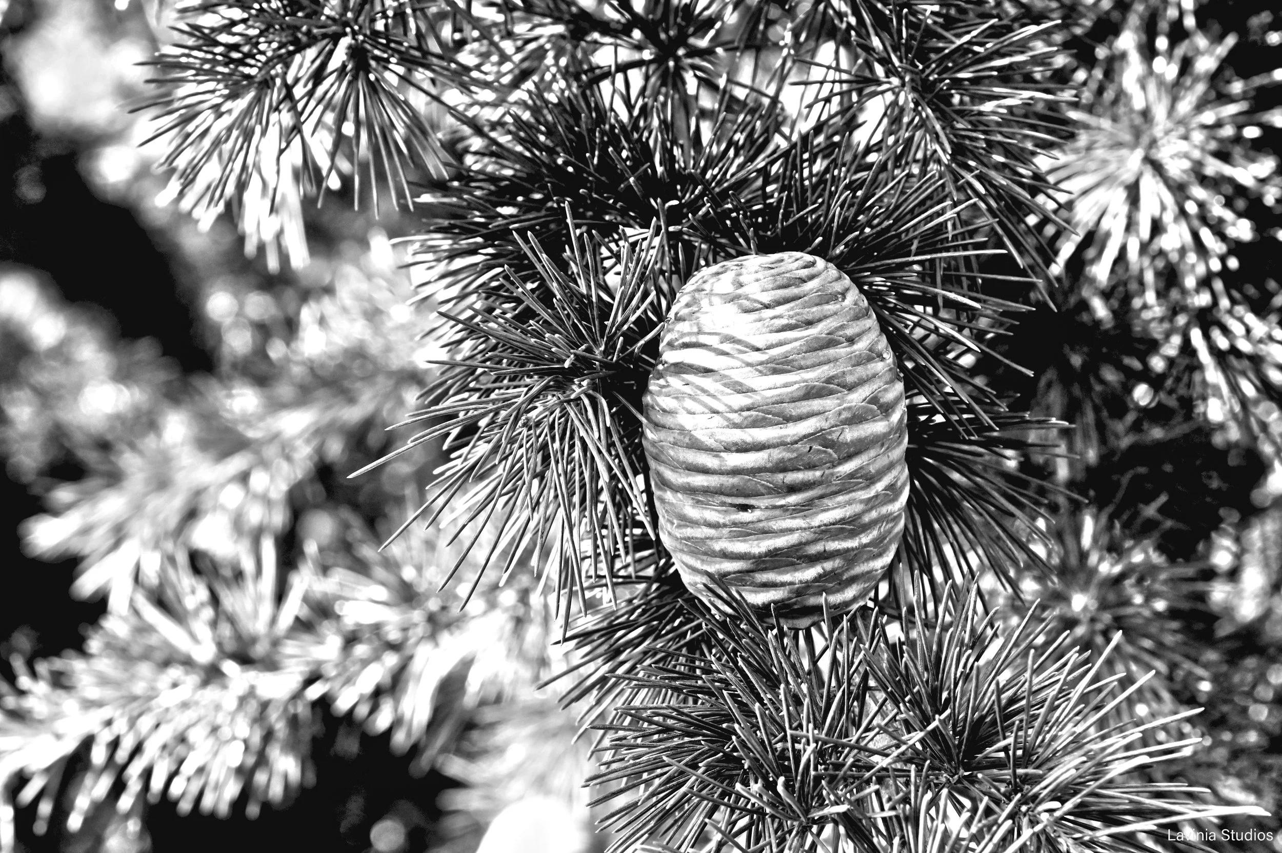 Fir Cone.jpg