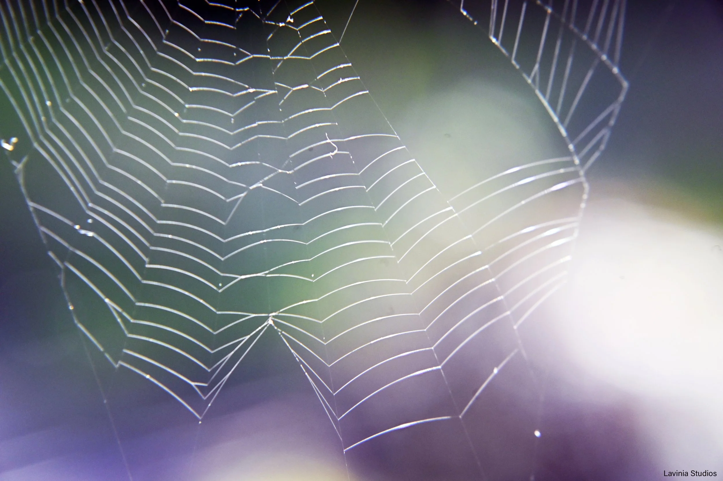 Summer Spider Web