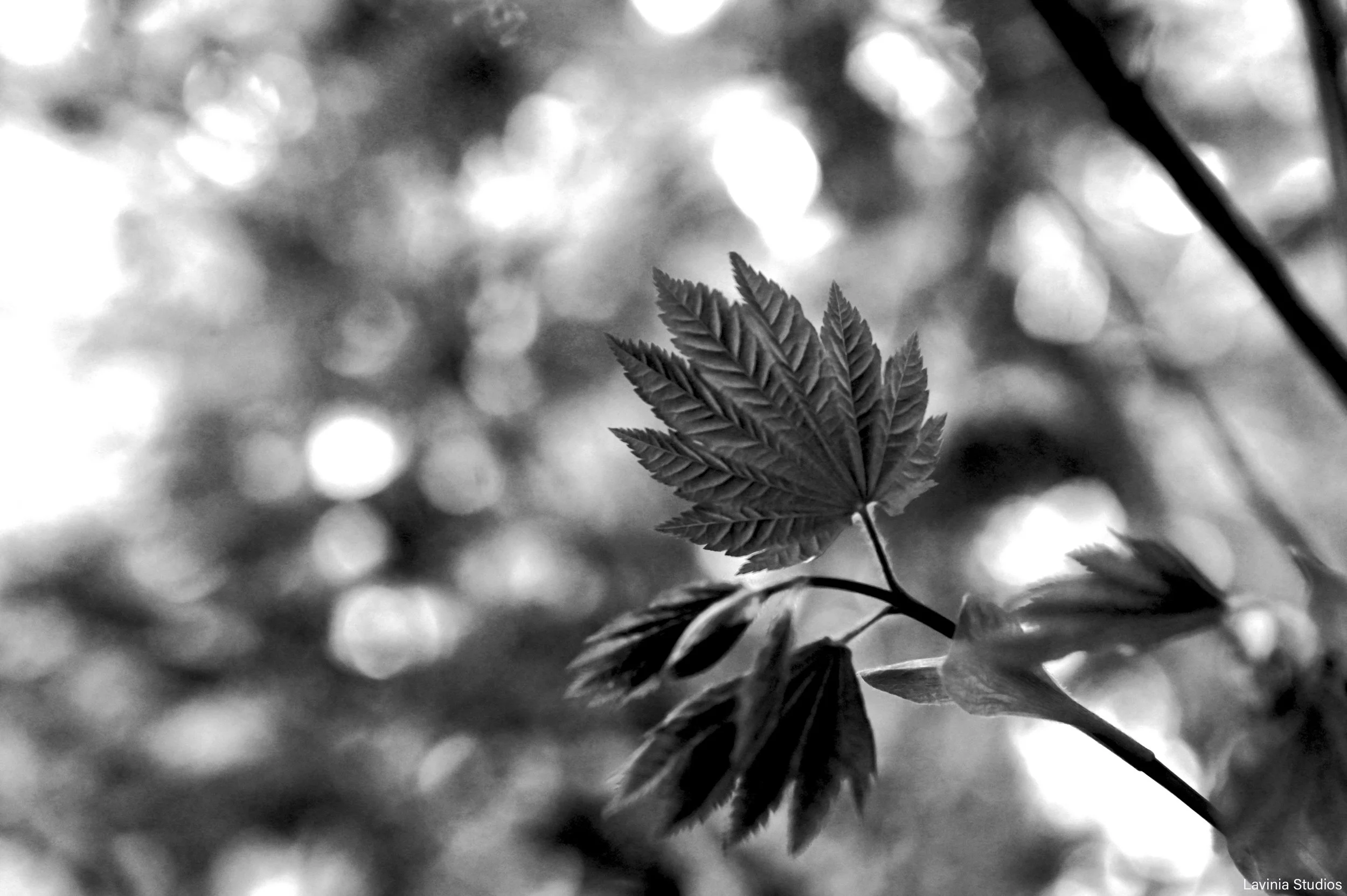 Vine Maple Leaves - 2