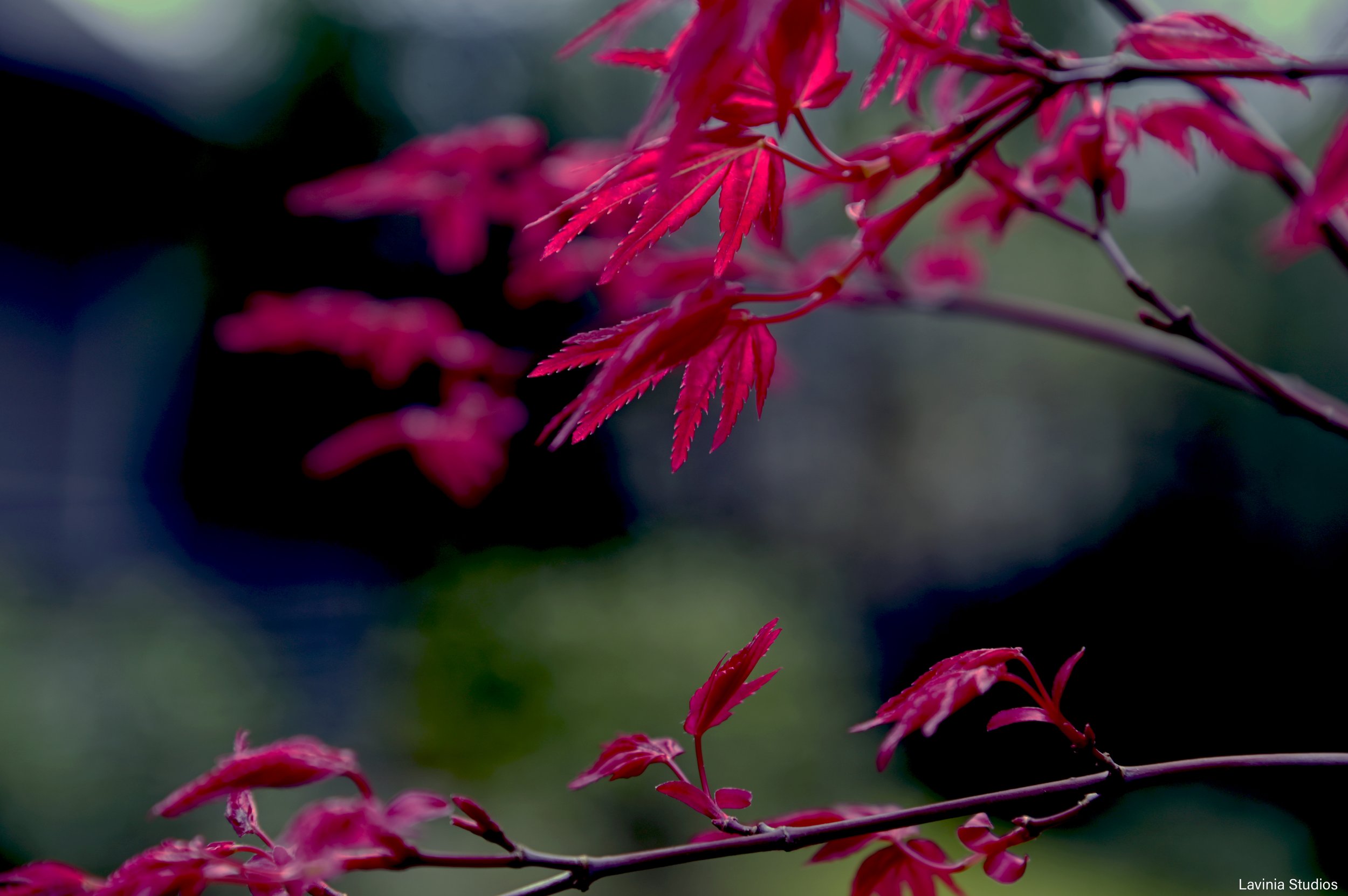 Pink Maple Leaves
