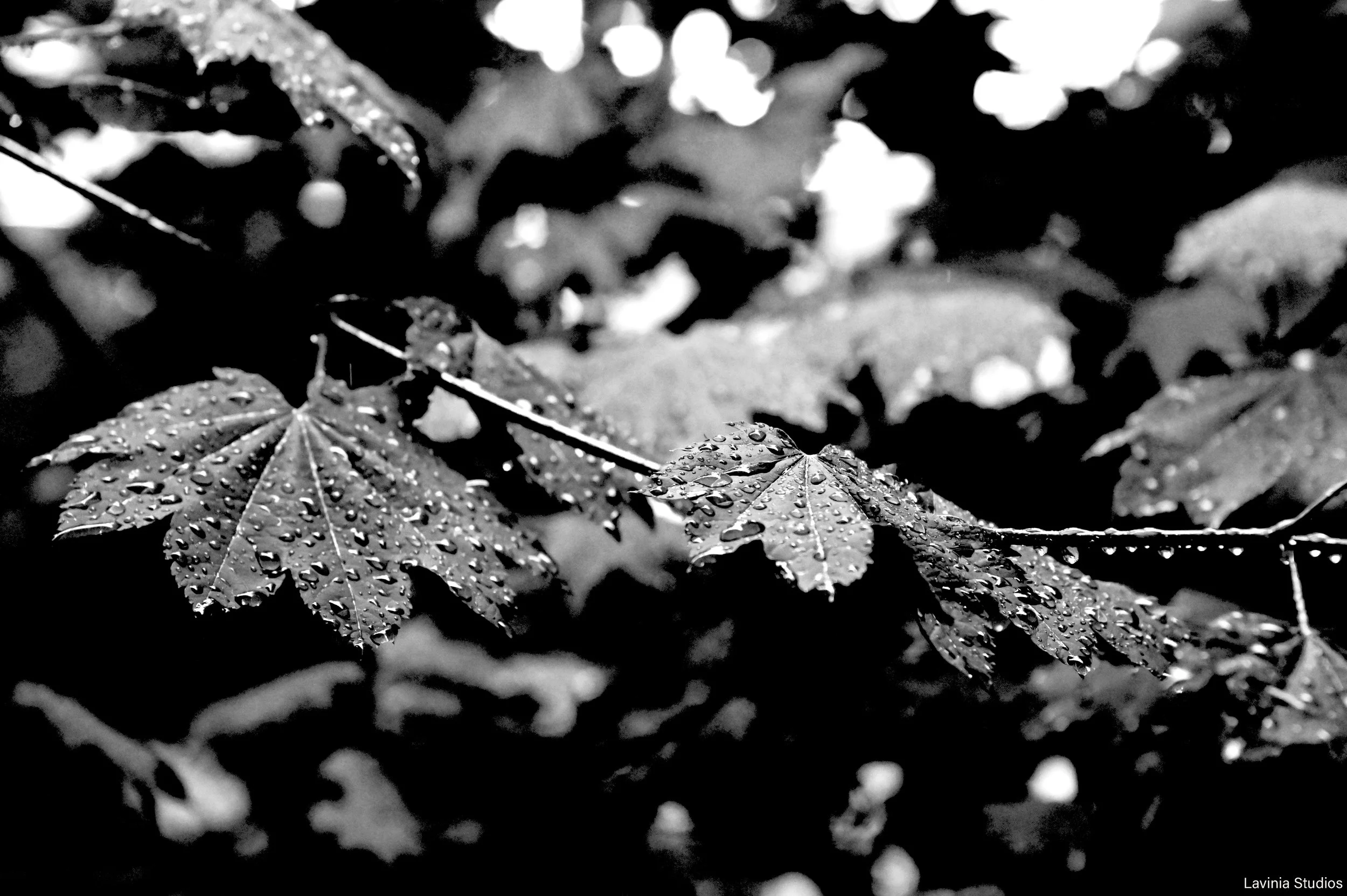 August Rain