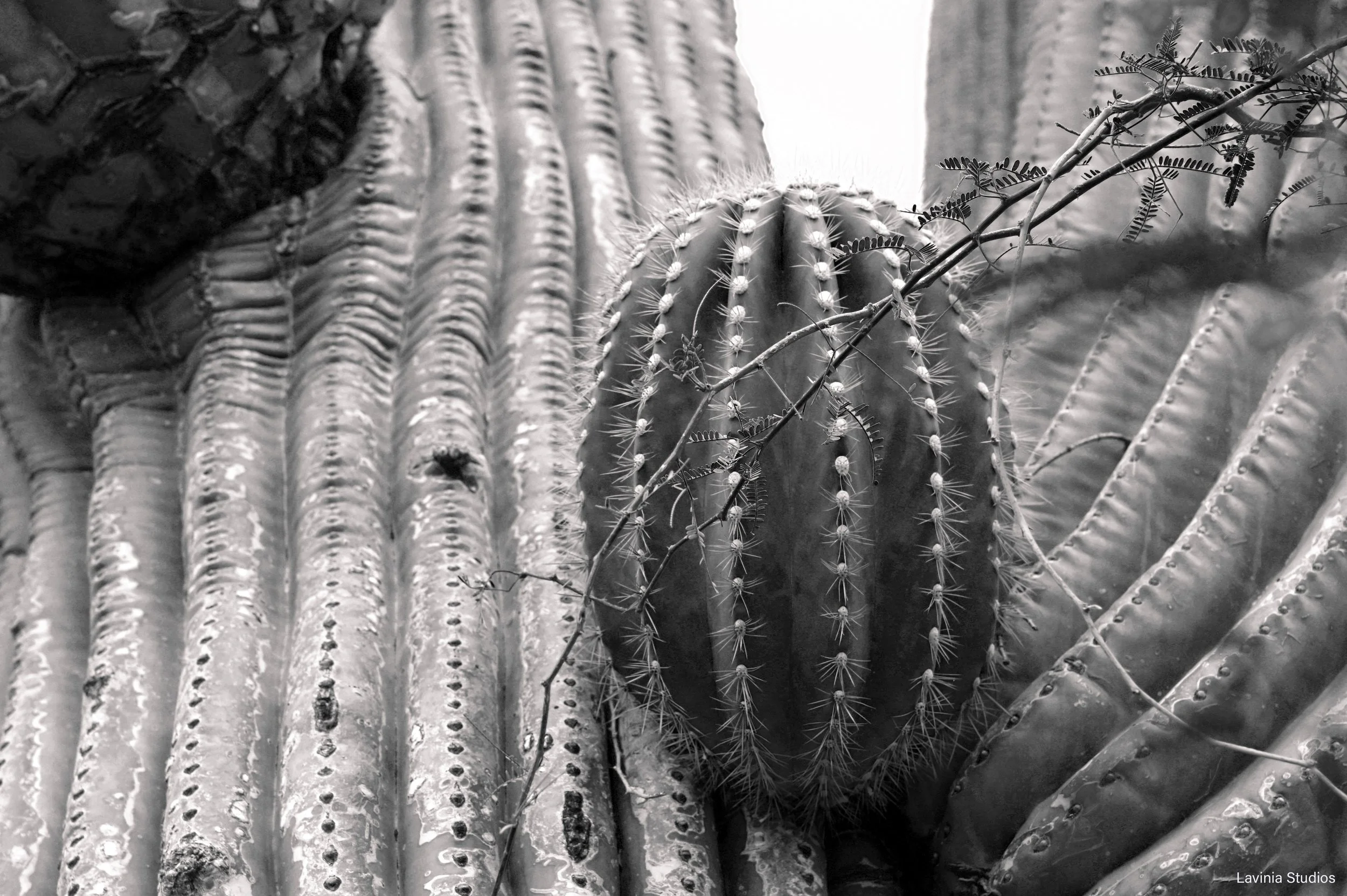 Cactus, Papago Botanical Garden, Phoenix