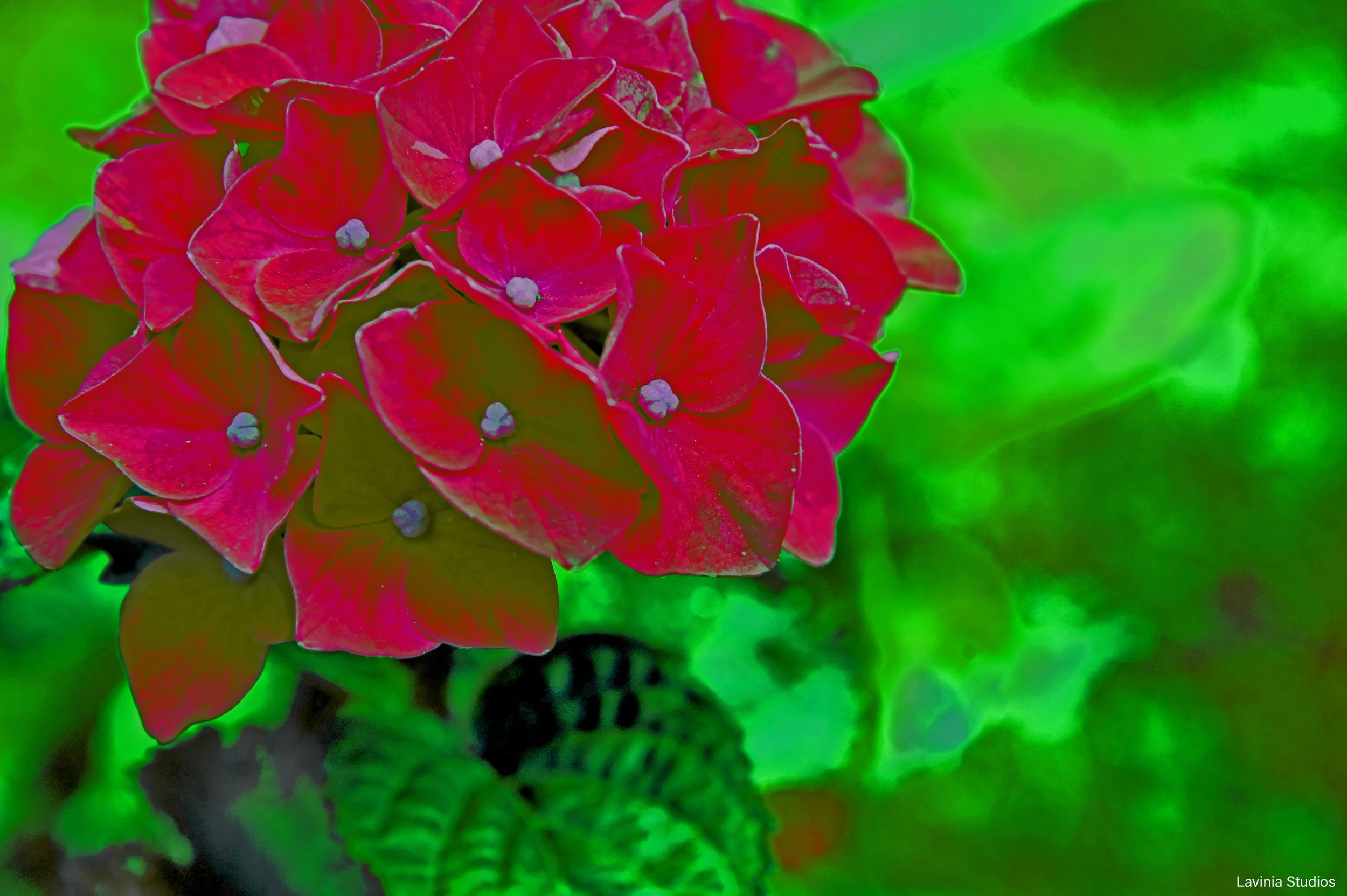 Red Hydrangea