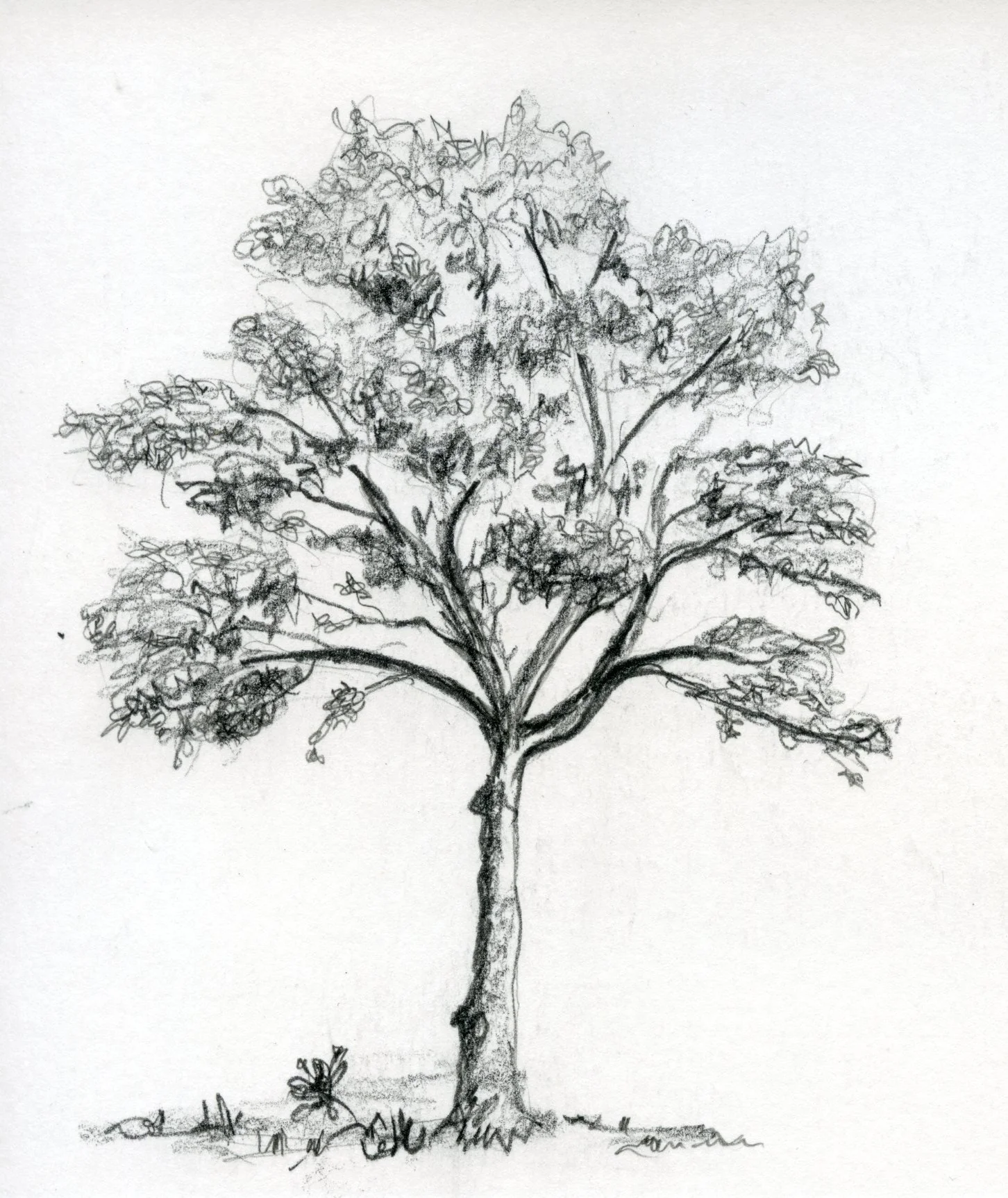 10 dagen creatief met bomen