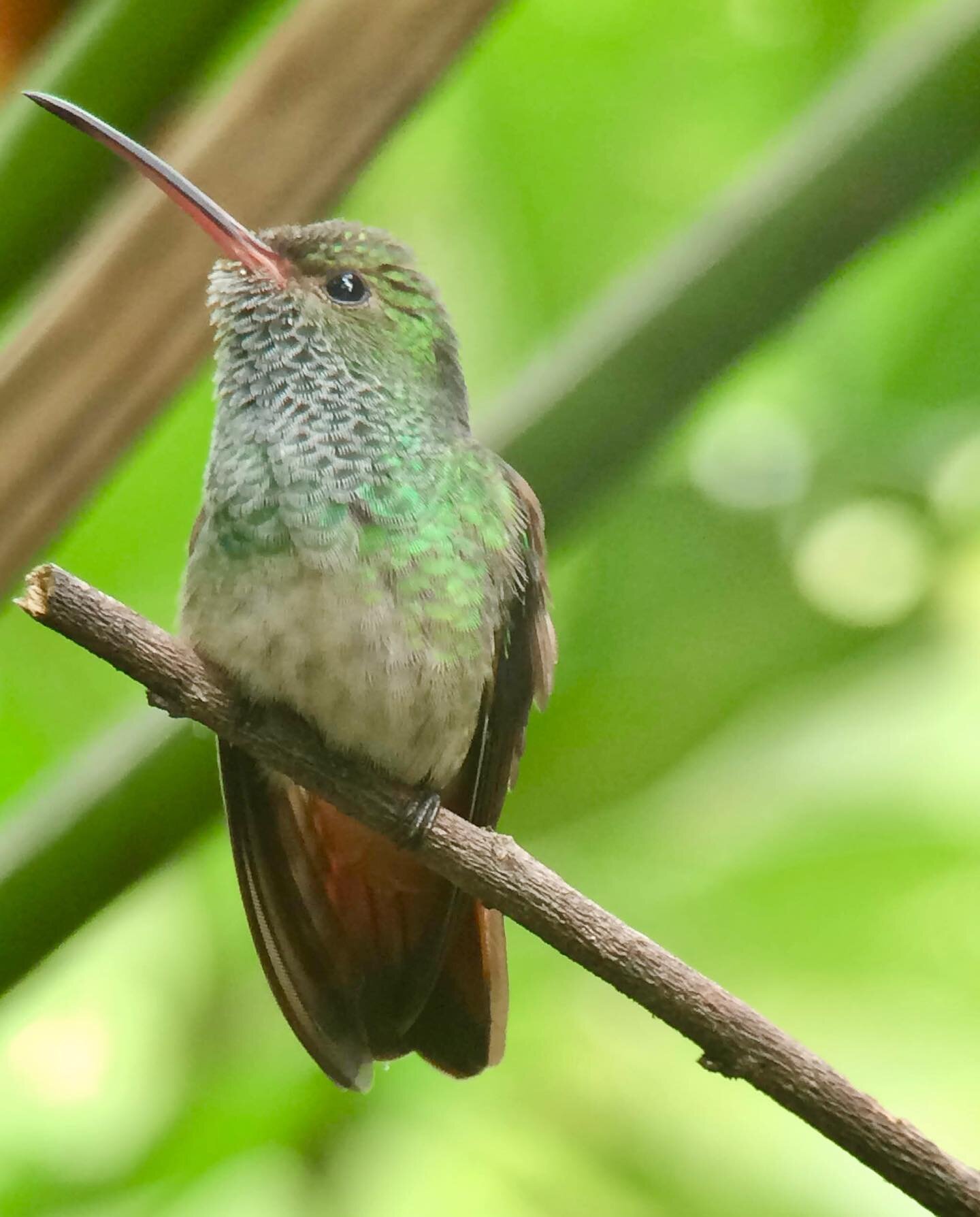 Real Life Magic: a story from my life # 3 is live on Substack

If you want to read it the link to my wild knowing Substack is in my bio. 

📸 A photo of a Hummingbird I took in Manuel Antonio National Park in Costa Rica, Jul 2014