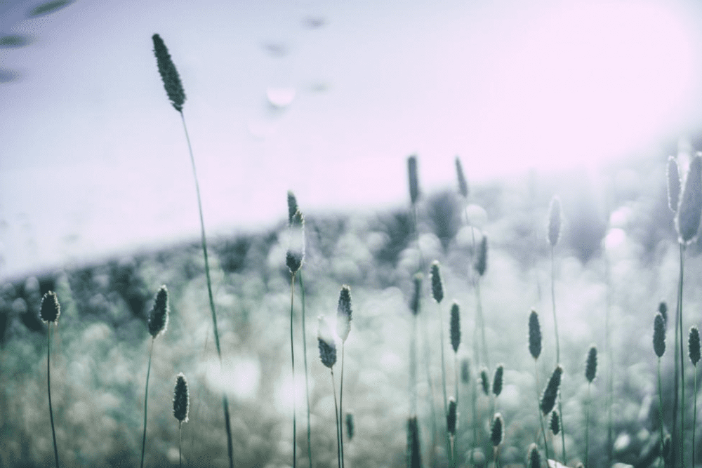 Common Summer Allergies