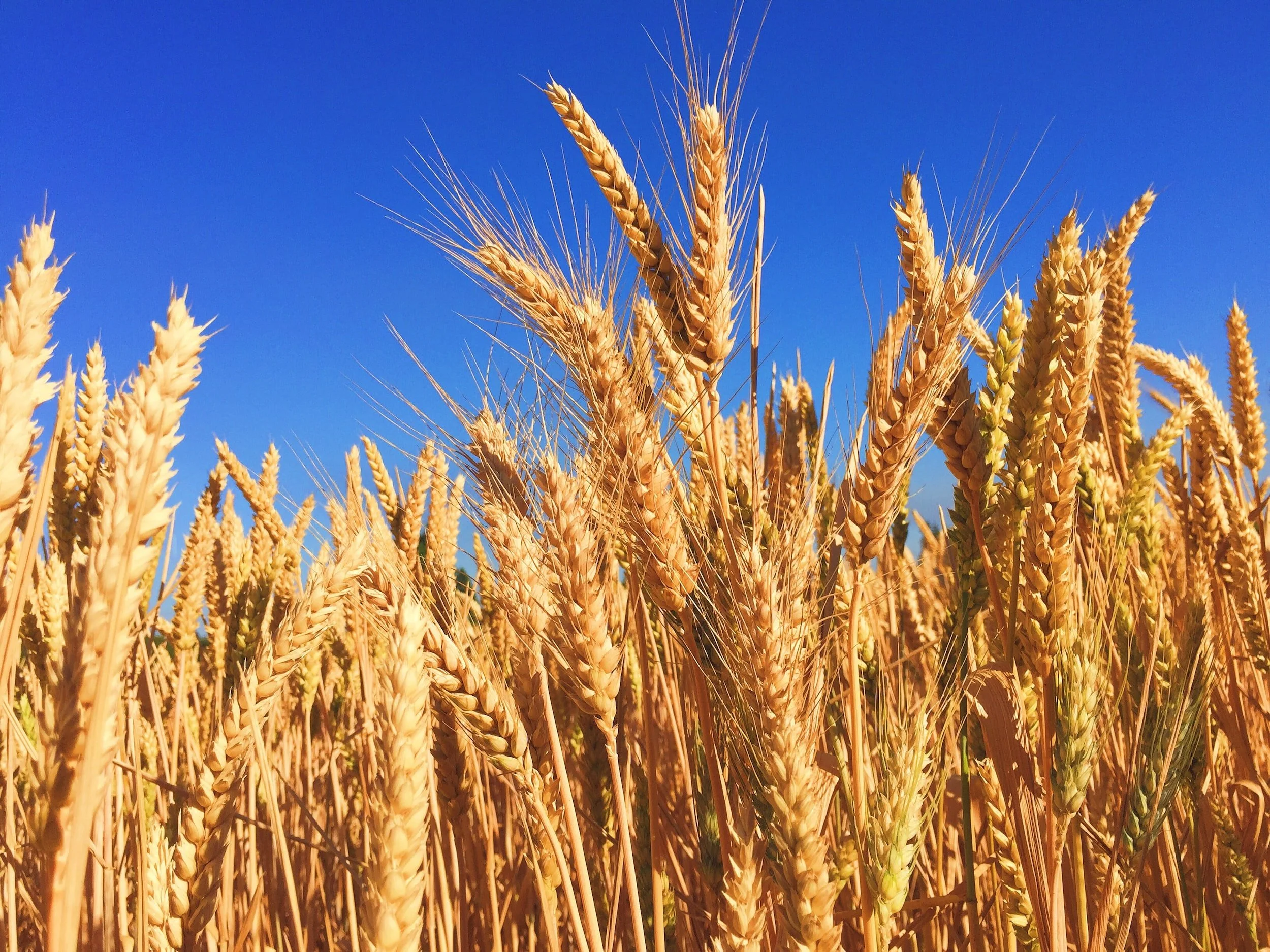Top Reasons To Watch Your Wheat Consumption