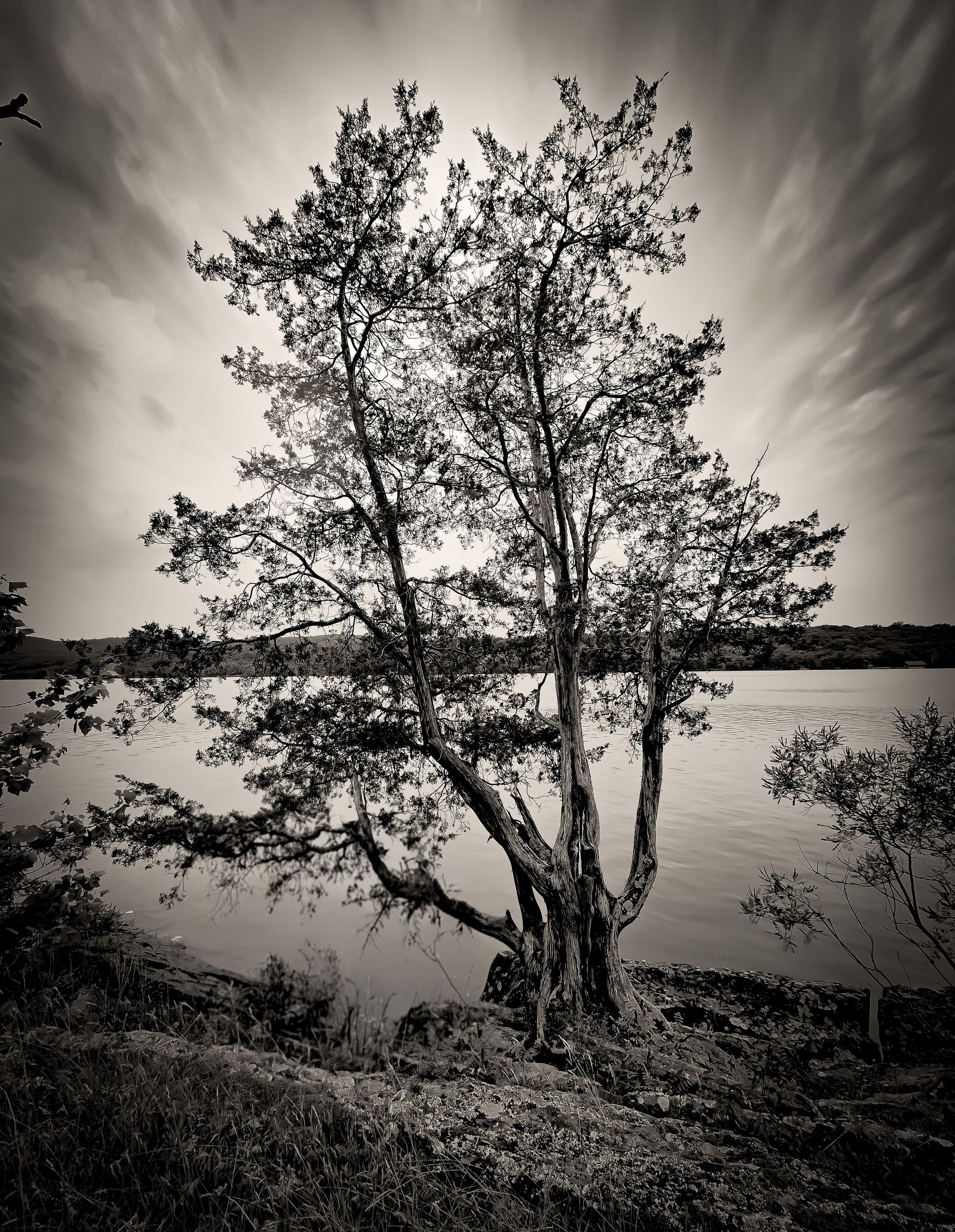 Rooted