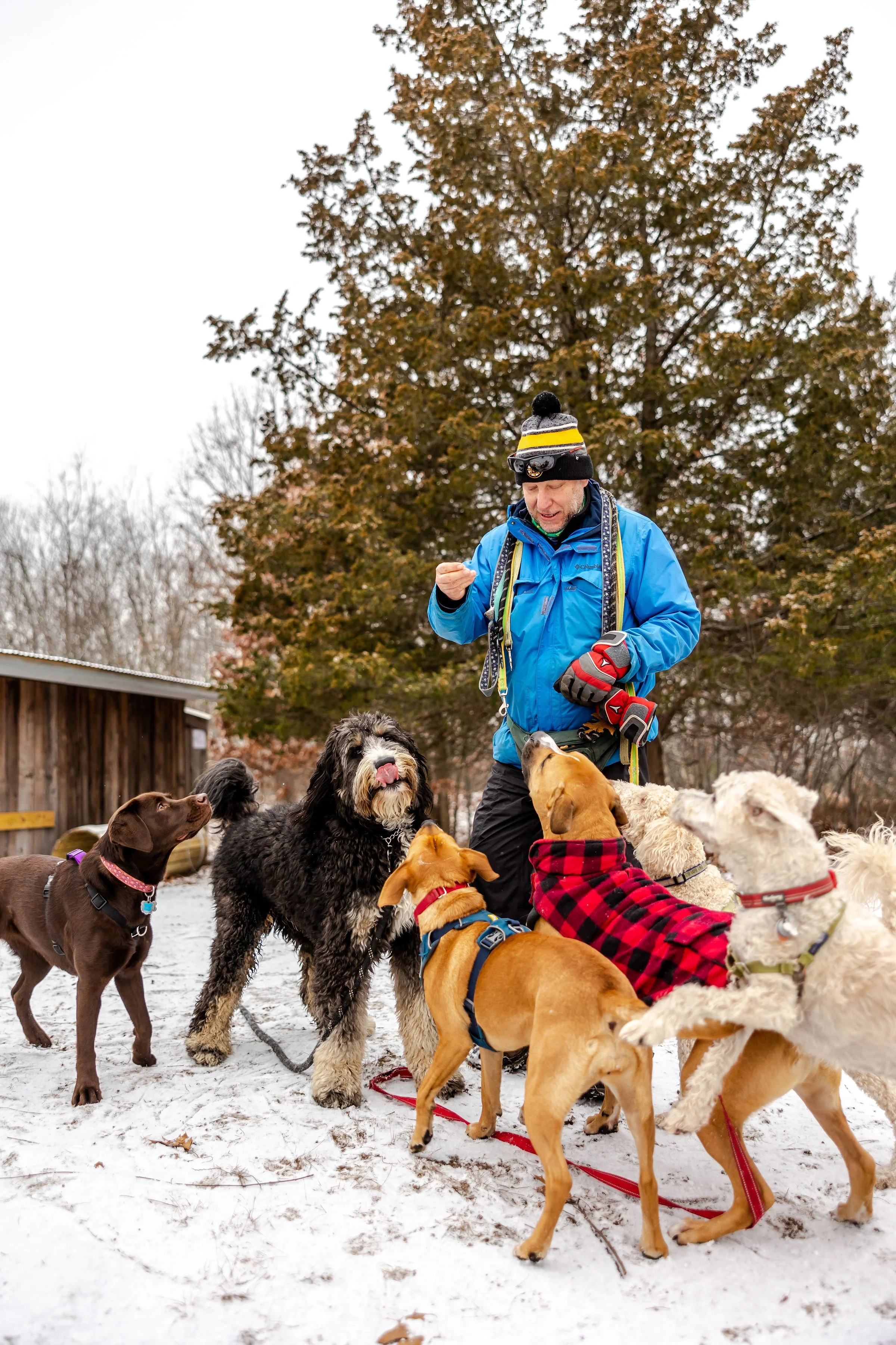 Person in a blue jacket and hat with multiple dogs in a snowy outdoor setting.