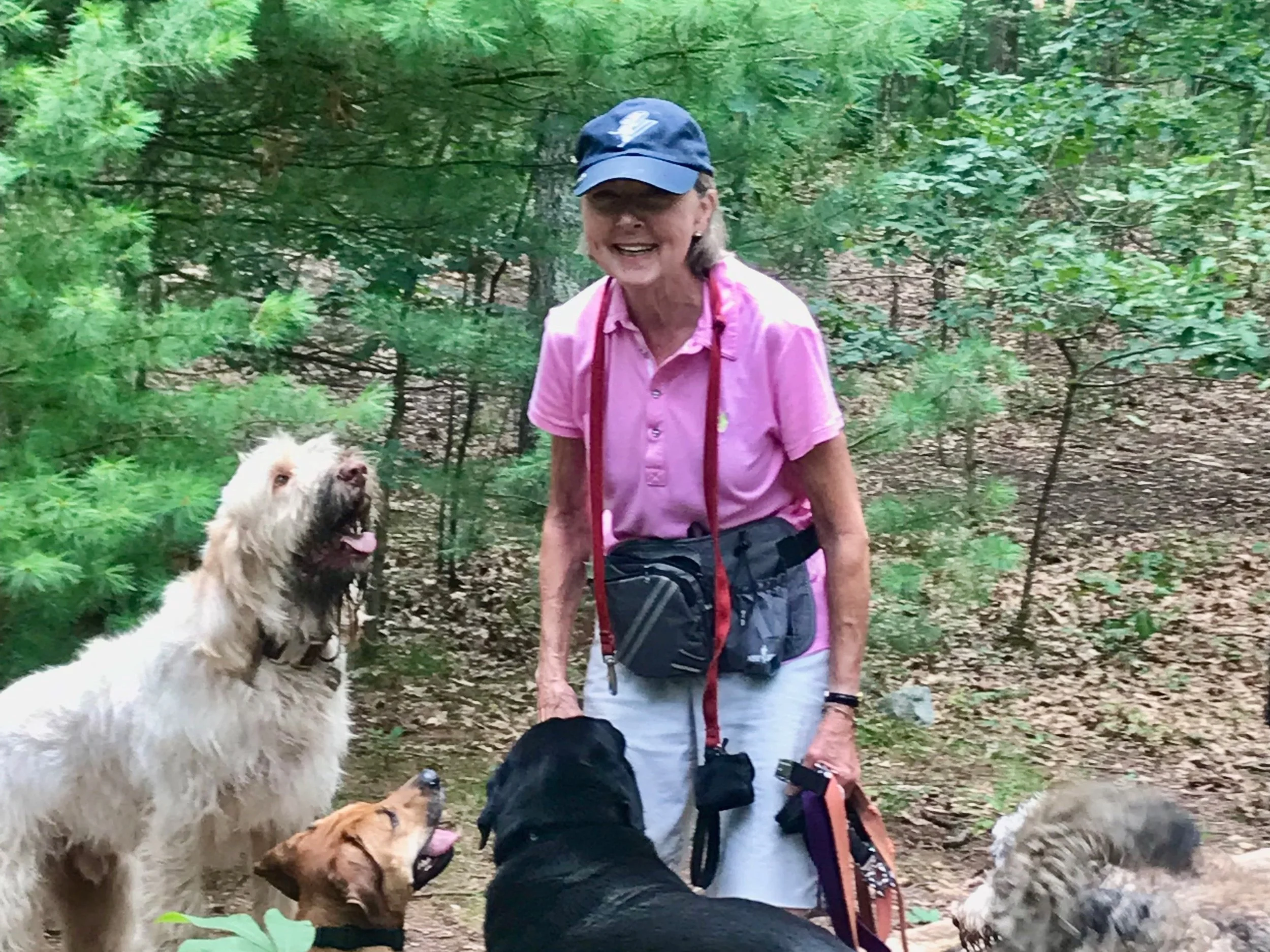 A woman wearing a pink polo shirt and cap walking several dogs on a leash in a forested area.