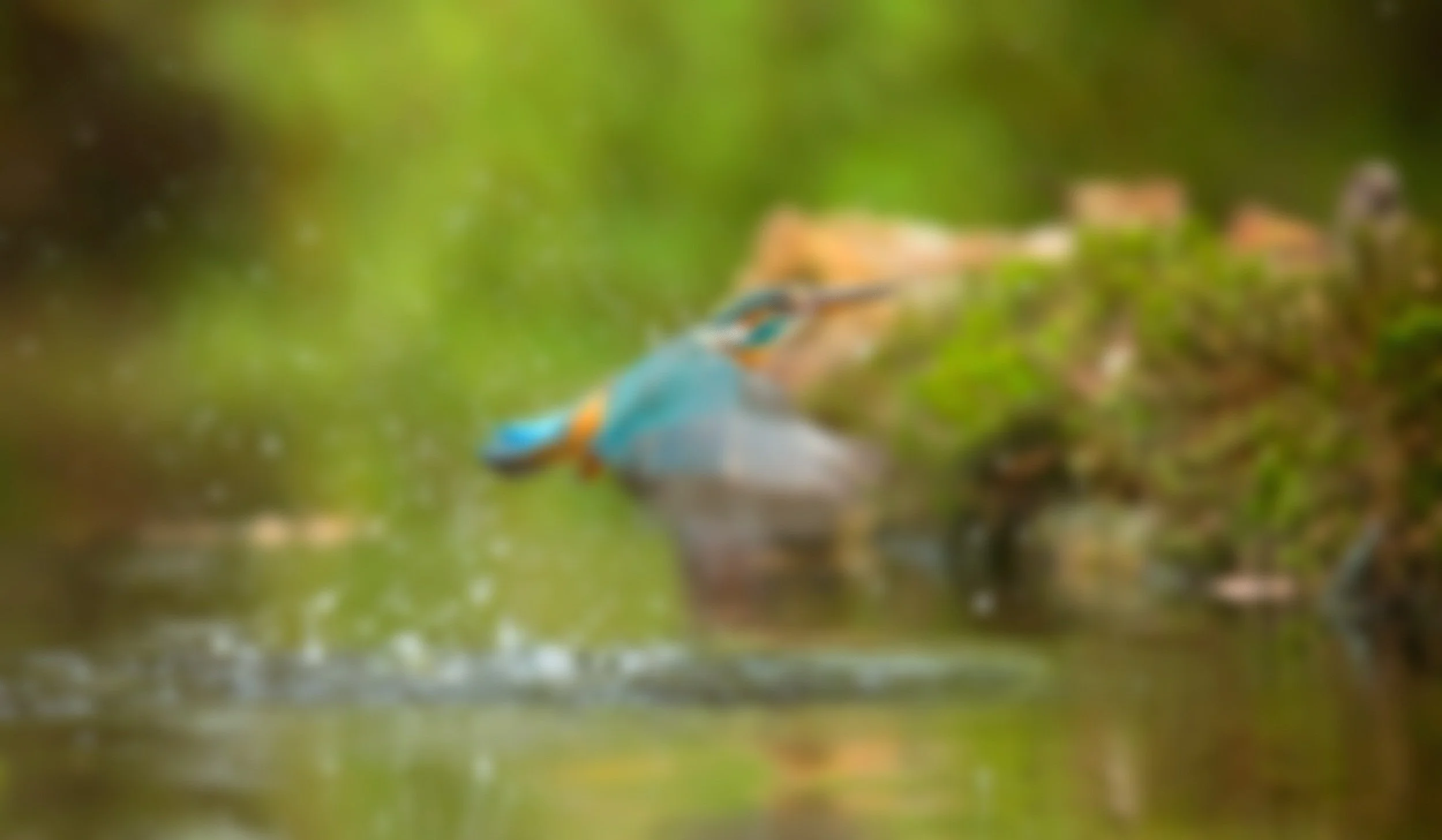 Blurry image of a kingfisher bird flying near water with green foliage in the background.