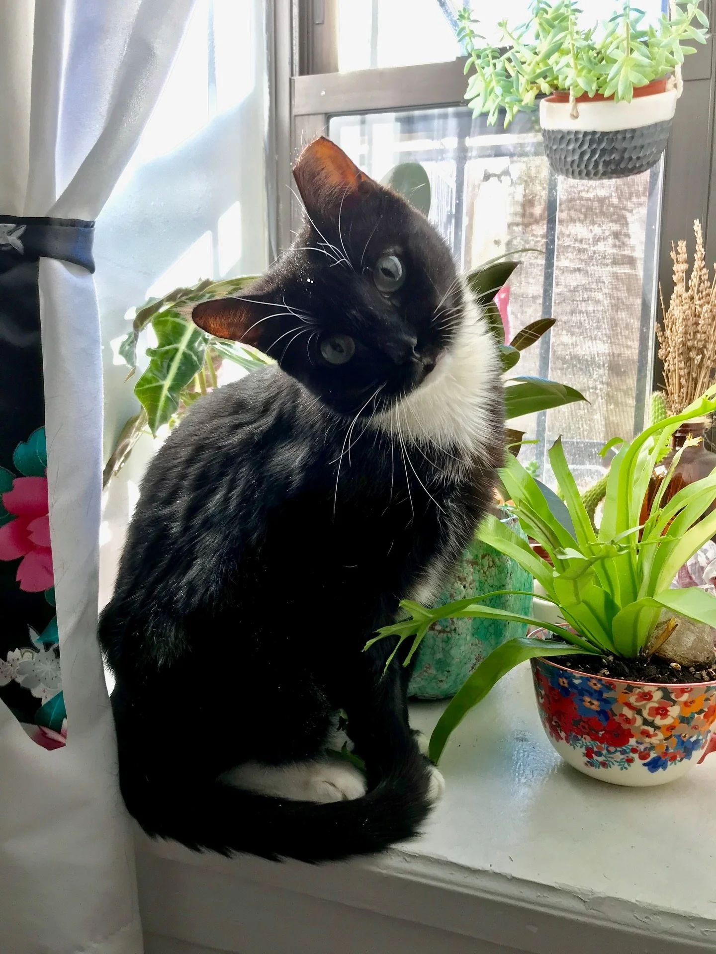 kitty cats and @krismagnotti tats 

cats: banjo &amp; iris 
tats: made here and at @keepertattoo 
for bookings please email krismagnotti@gmail.com