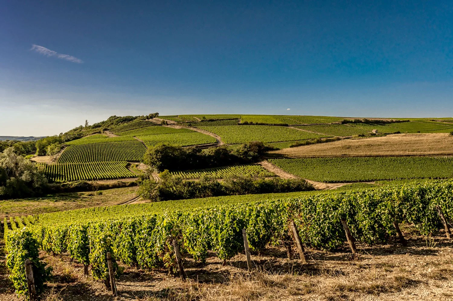 Domaine Jonathan Didier Pabiot