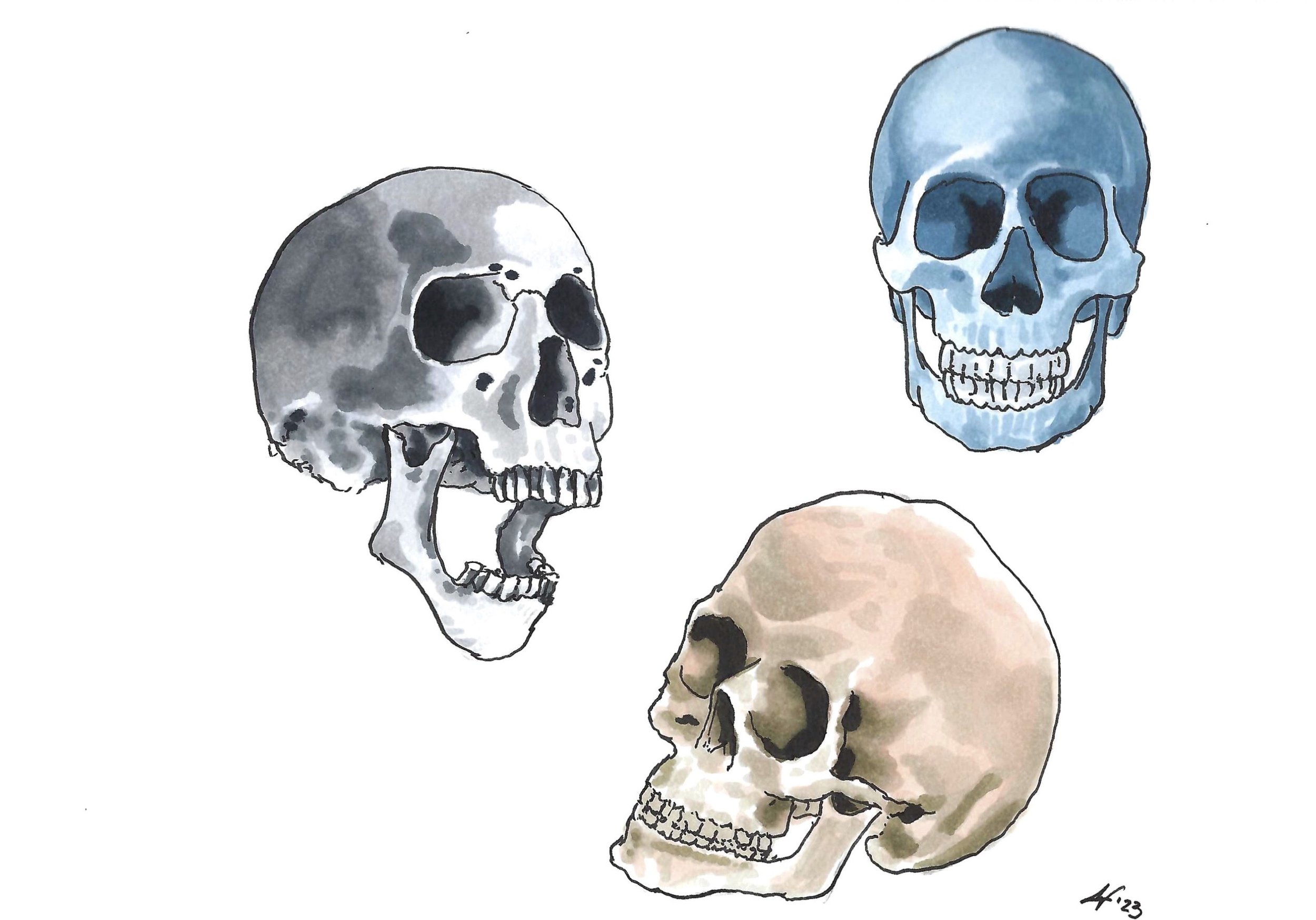 "Skull Study I" ©AW2023 [ink & alcohol markers]