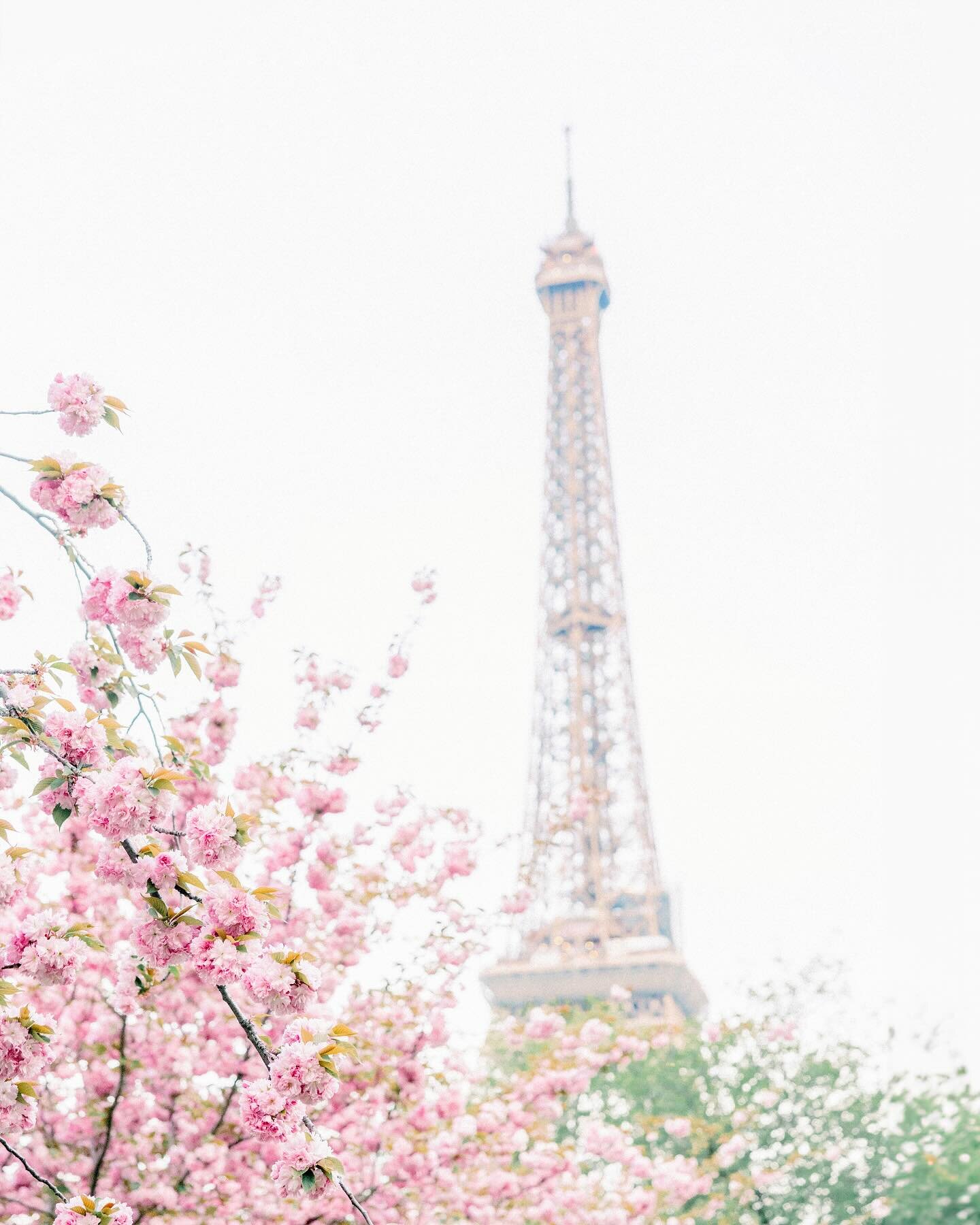 Magical Paris in the springtime 🌸 

Happy first day of spring! We got so lucky to see the cherry blossoms last spring in Paris. What a dream! Brighter, greenery, more floral-y days are ahead 💕 

#paris #firstdayofspring #parisfrance #cherryblossoms