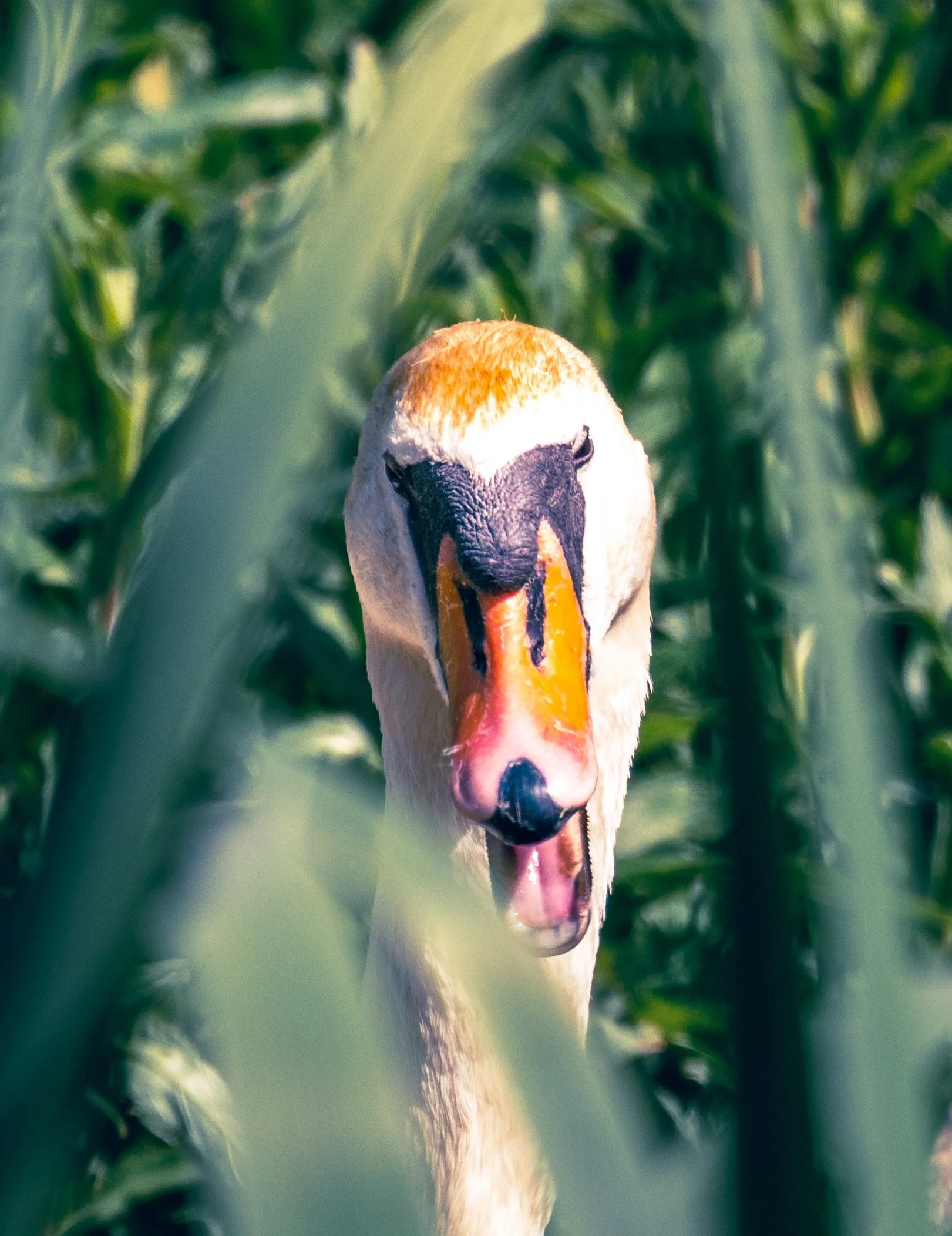 Close-up of a swan's head with a background of green foliage.