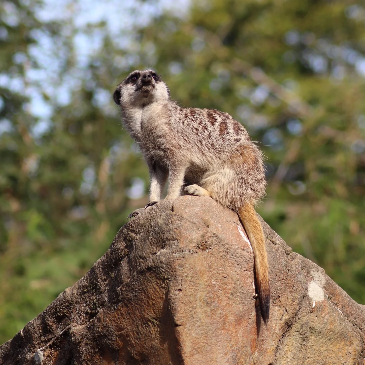 A meerkat sitting on a large rock, looking upwards with greenery blurred in the background.