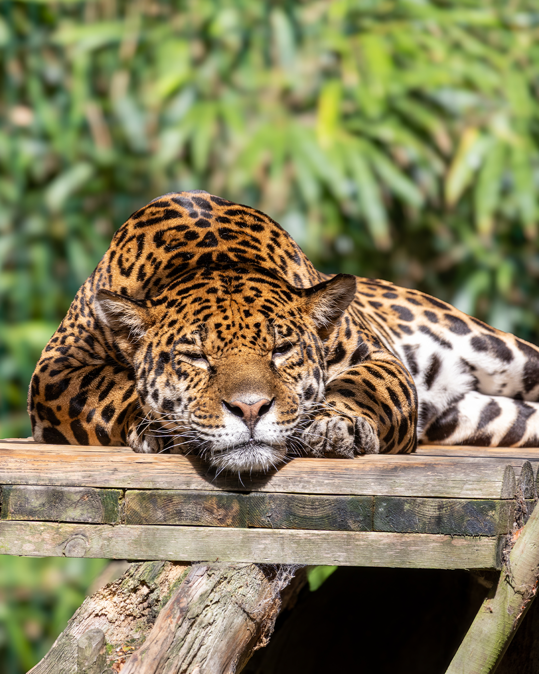 A jaguar lies down on a wooden platform with its eyes closed, surrounded by green tropical foliage.