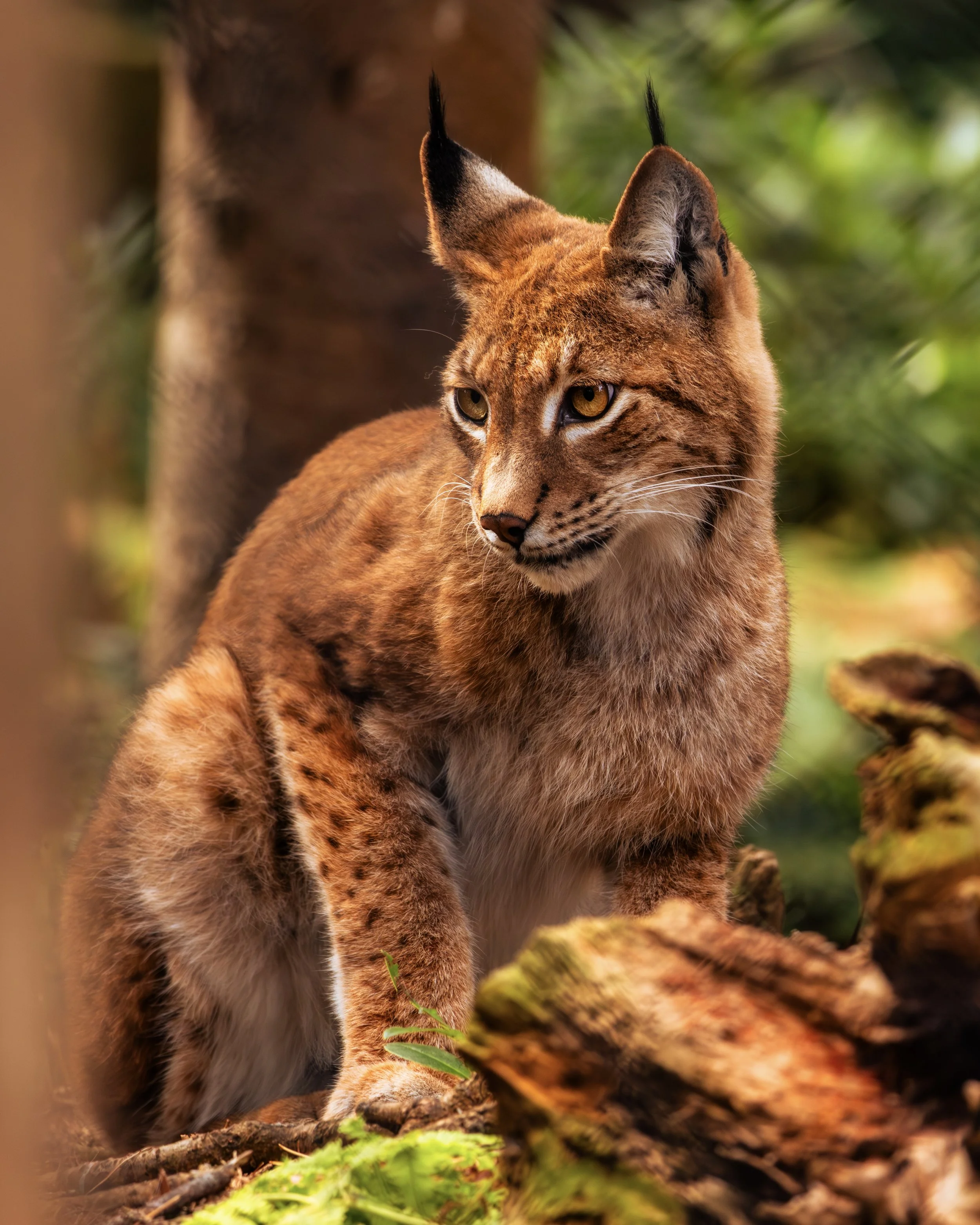 A wild lynx walking through a forest with green foliage and fallen leaves on the ground.