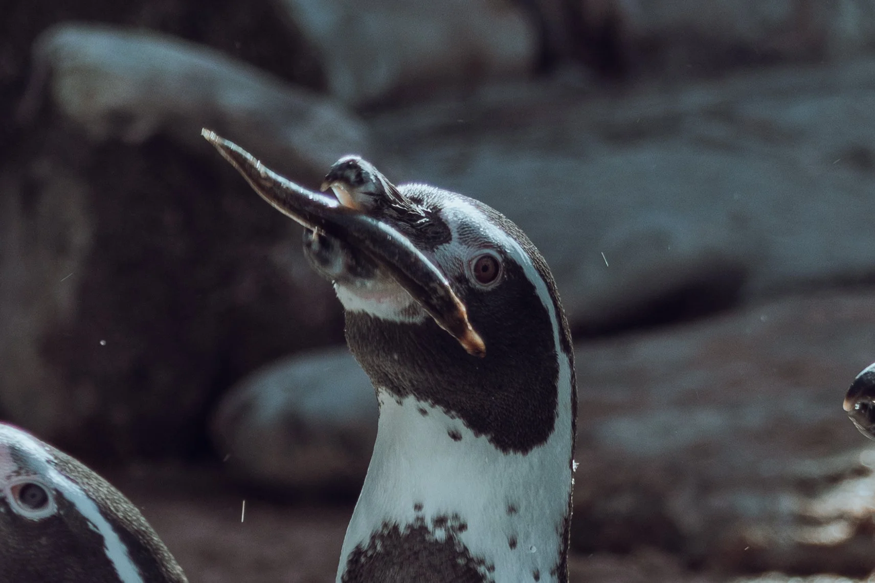 A penguin holding a fish in its beak.