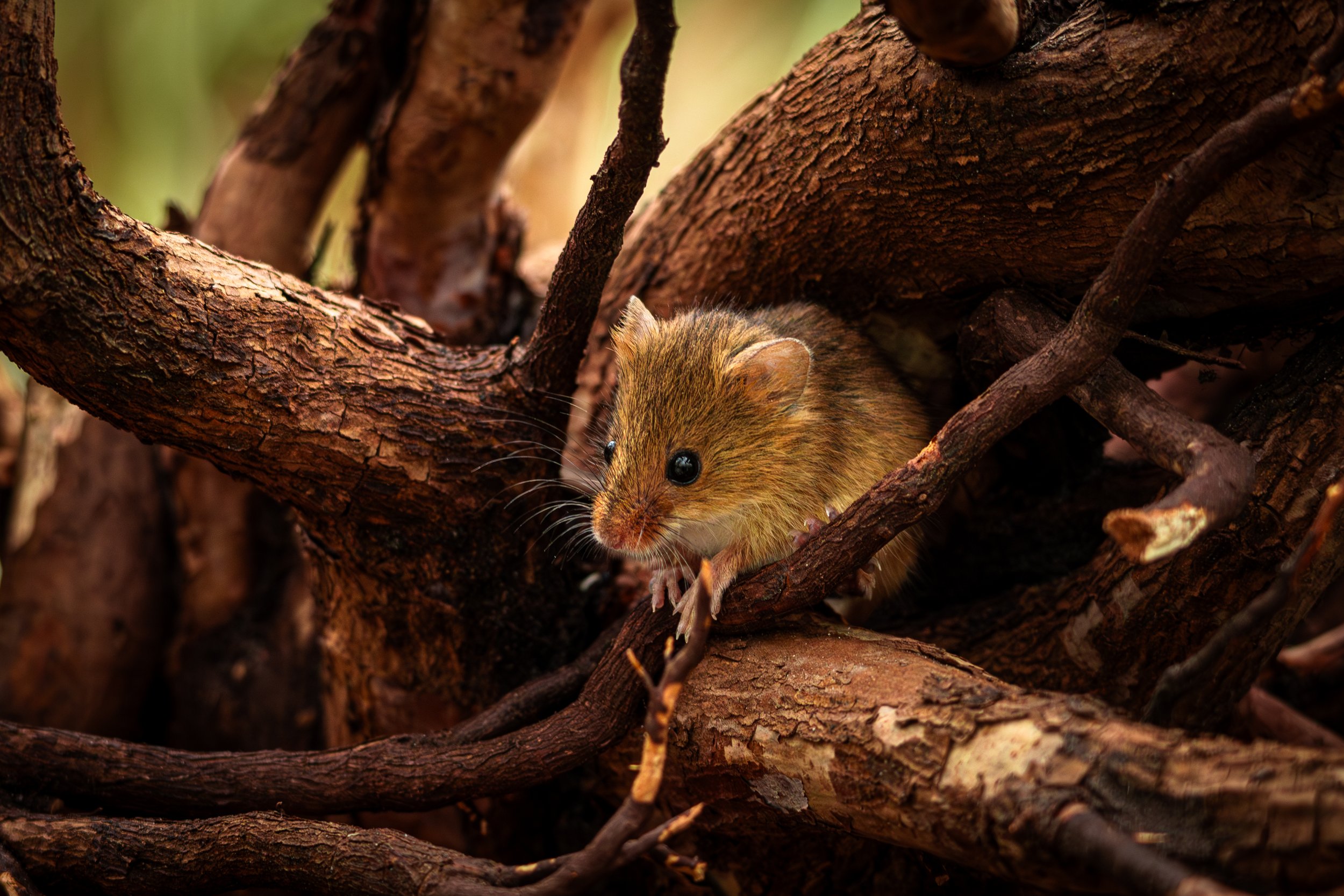 A small rodent with brown fur and large black eyes hiding among tree branches and bark.