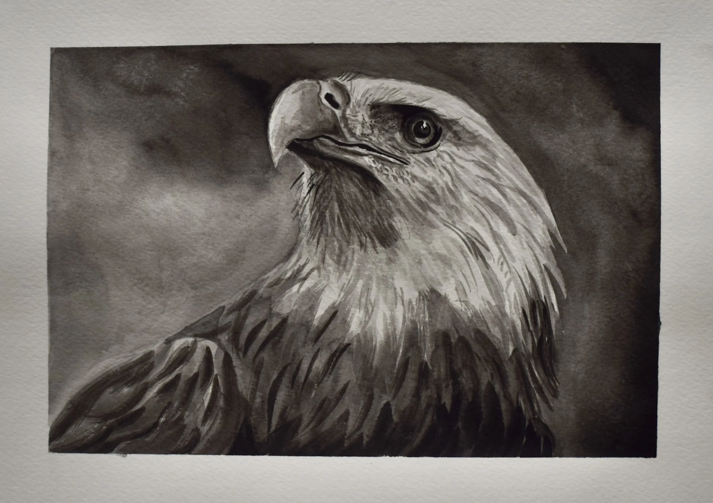 Black and white watercolor portrait of a majestic eagle with detailed feathers and piercing eye.