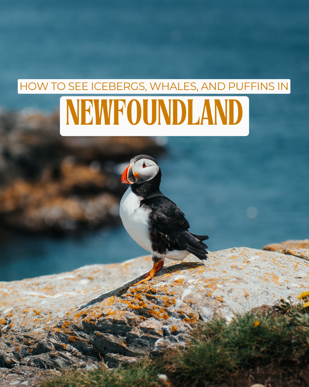 How to See Icebergs, Whales and Puffins in Newfoundland, Canada