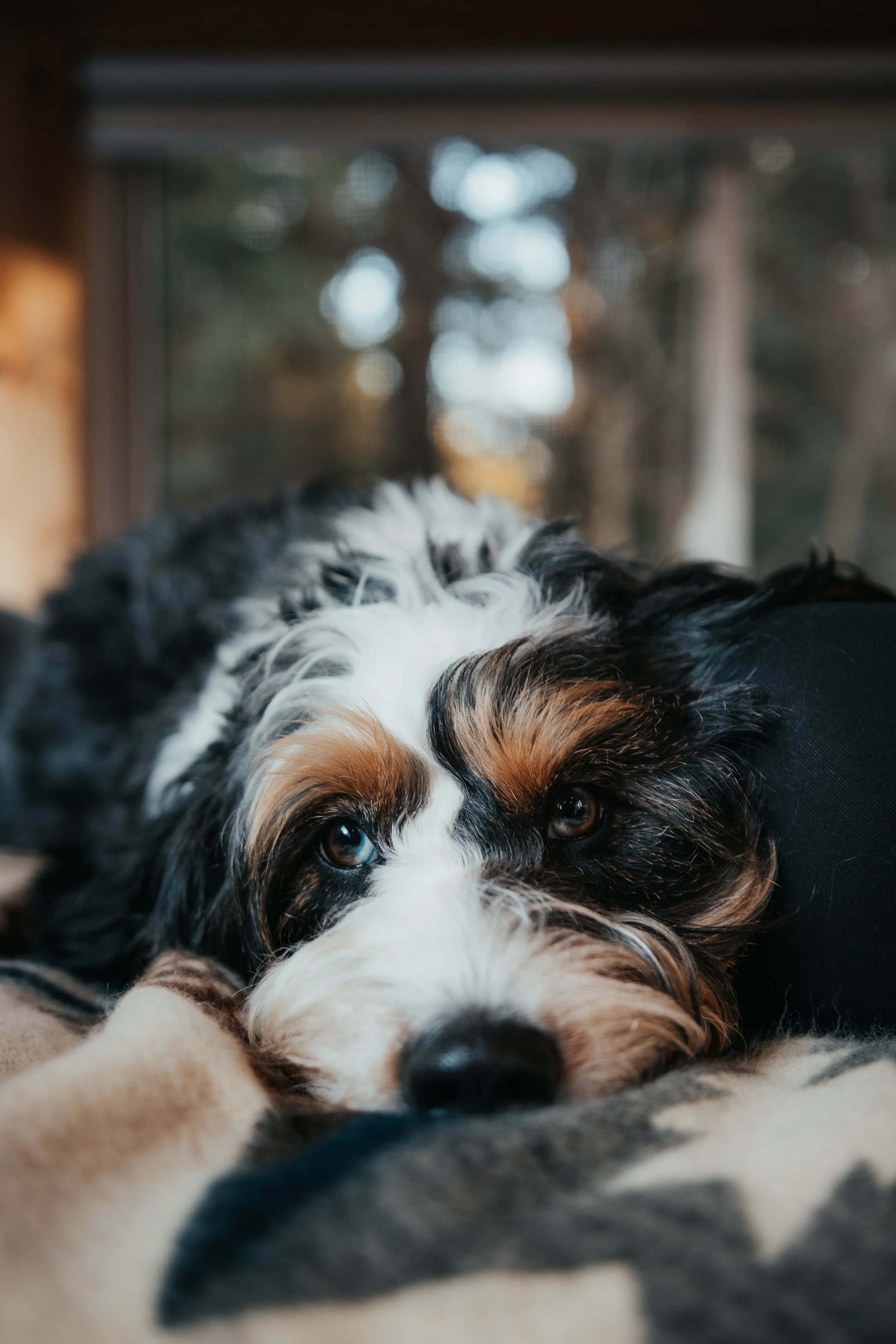 Close-up of a black, white, and brown Australian Shepherd puppy lying down, with clear blue and brown eyes, resting on a blanket.