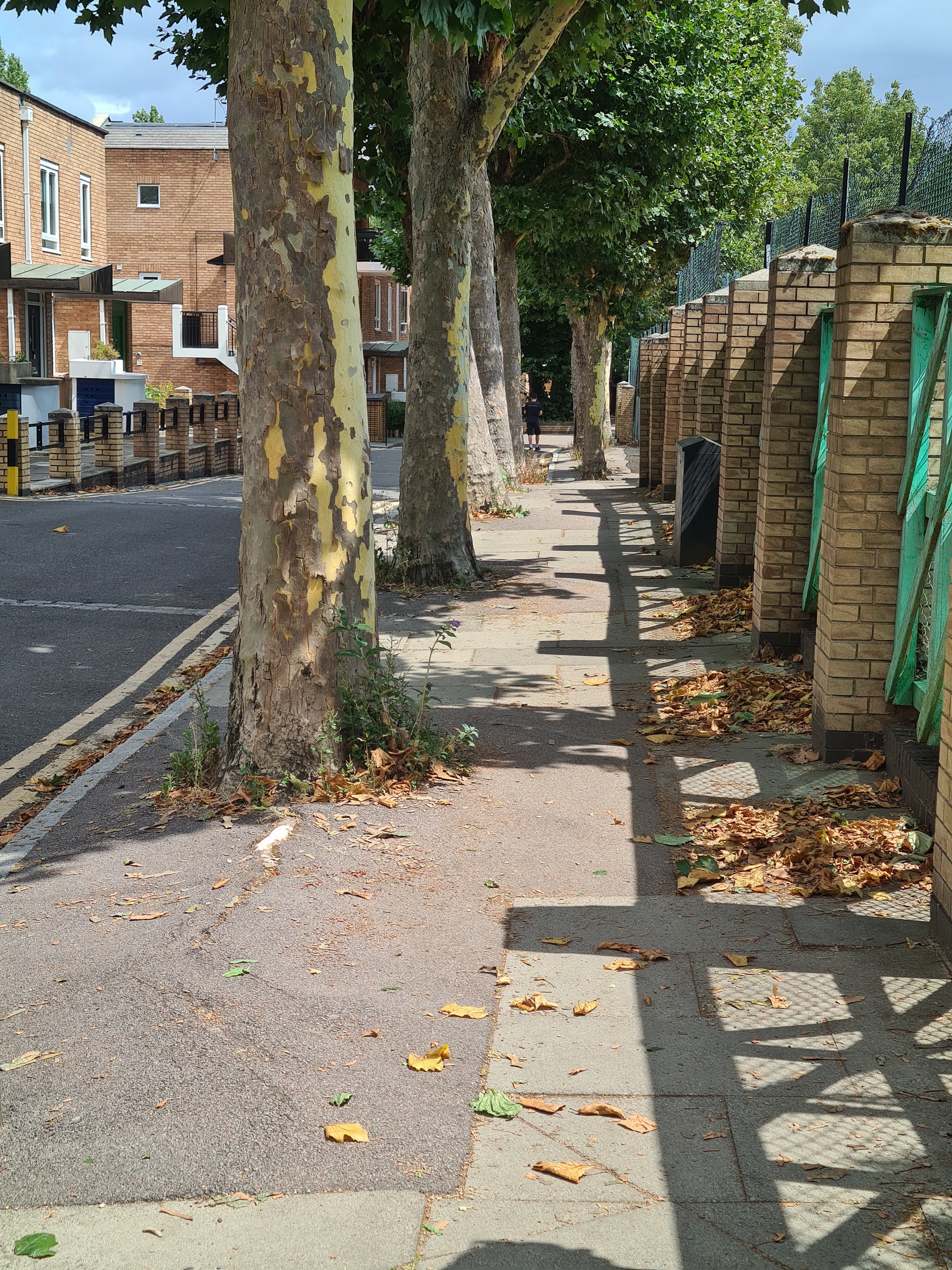A pavement lined with trees on the left and a brick wall with green gate on the right, with fallen leaves scattered on the ground and shadows cast by the tree and wall.