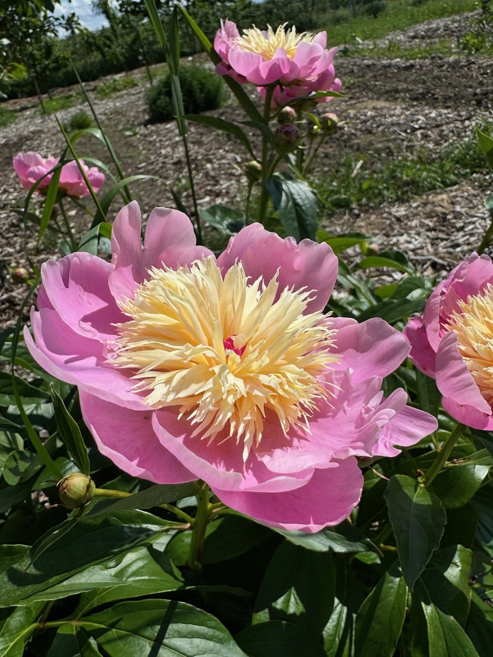 Peony -.jpeg