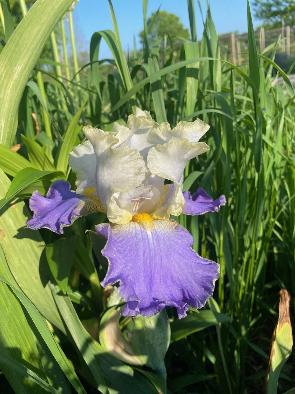 Iris - City lights.jpeg