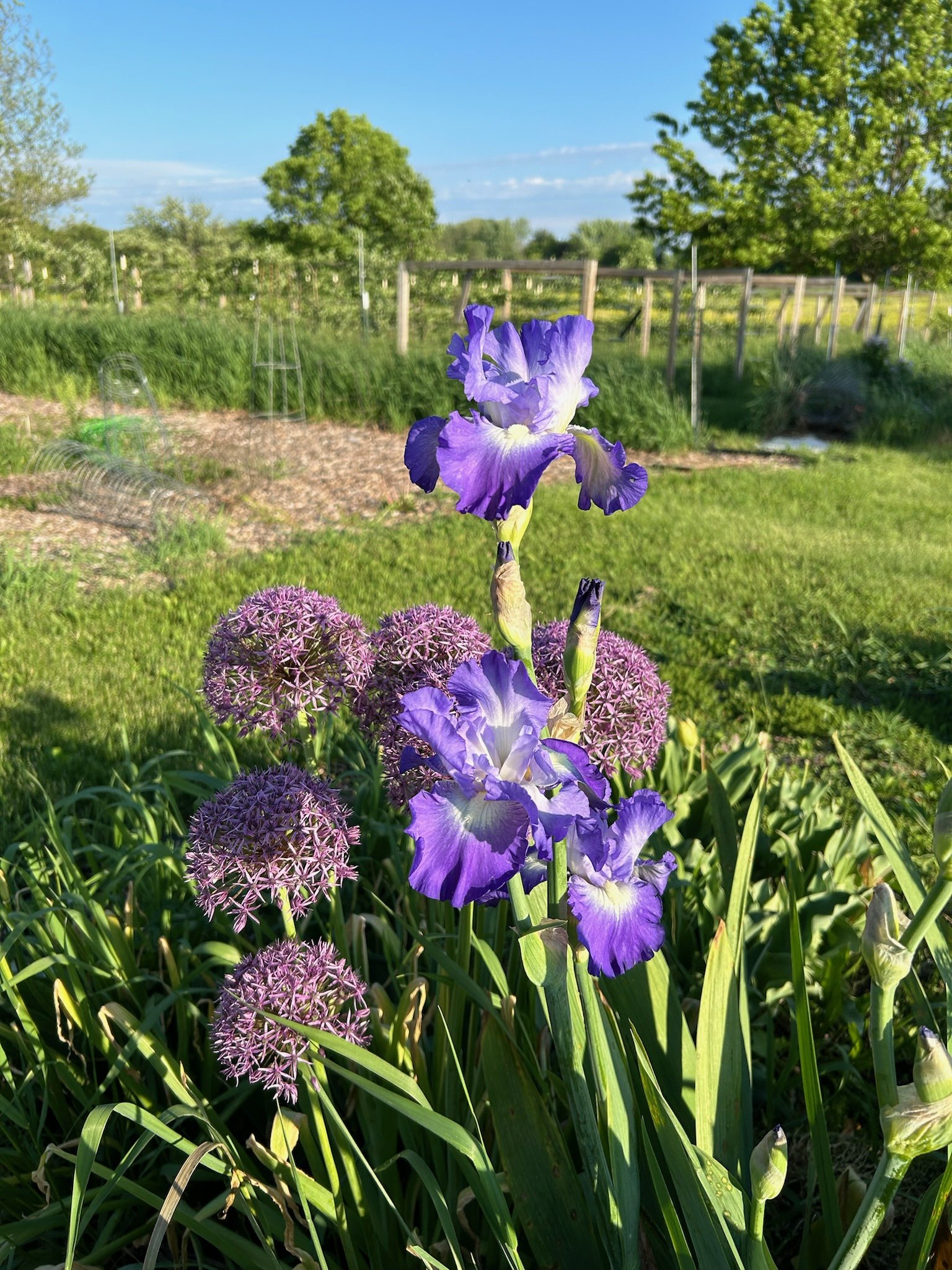 Iris.jpeg