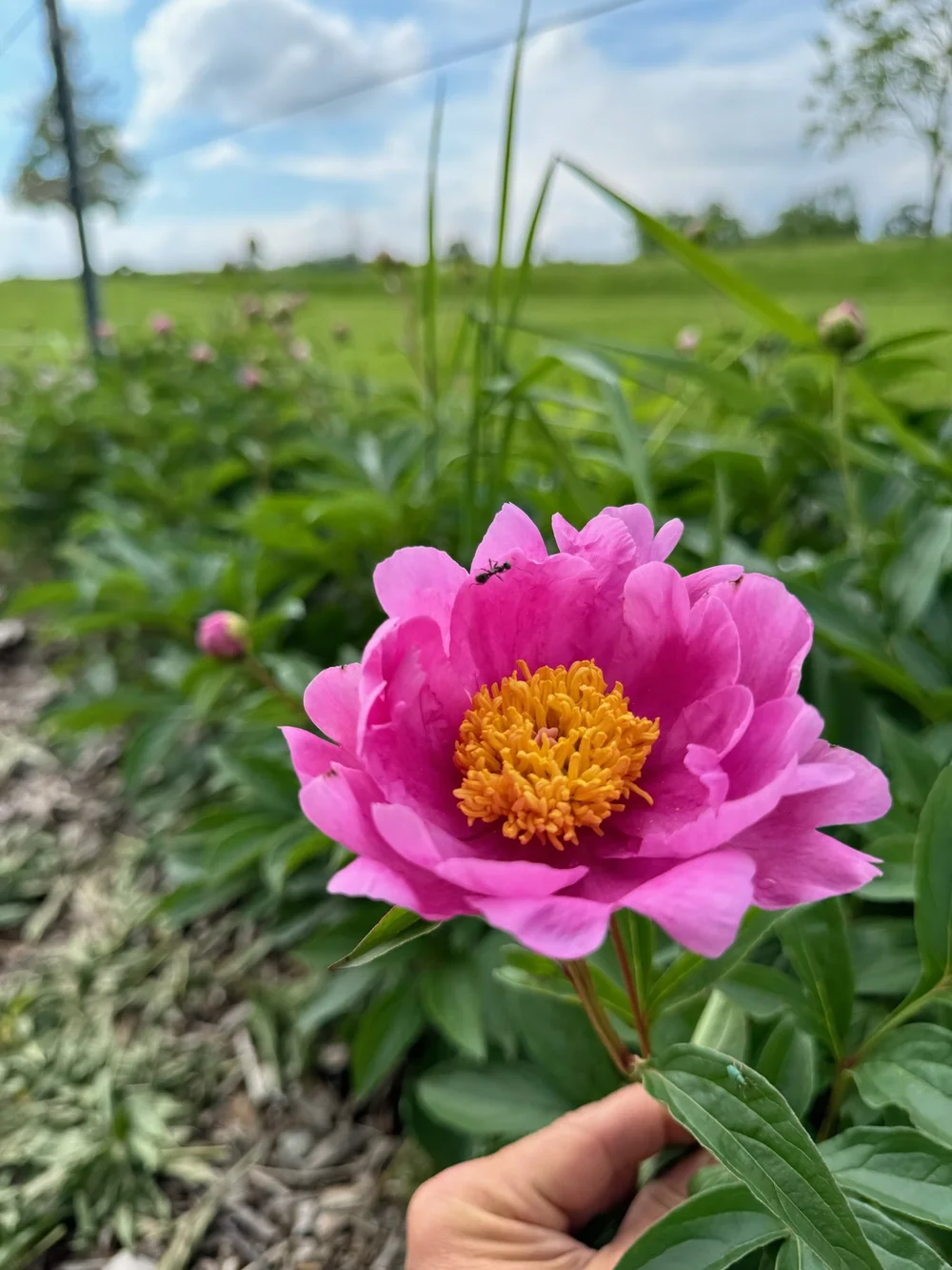 Peony.jpeg
