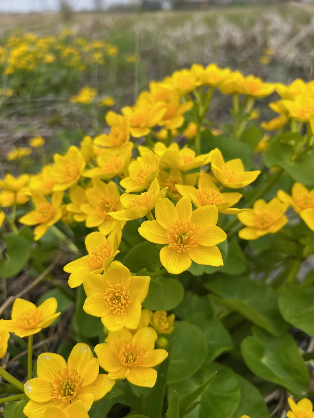 Marsh Marigold.JPG