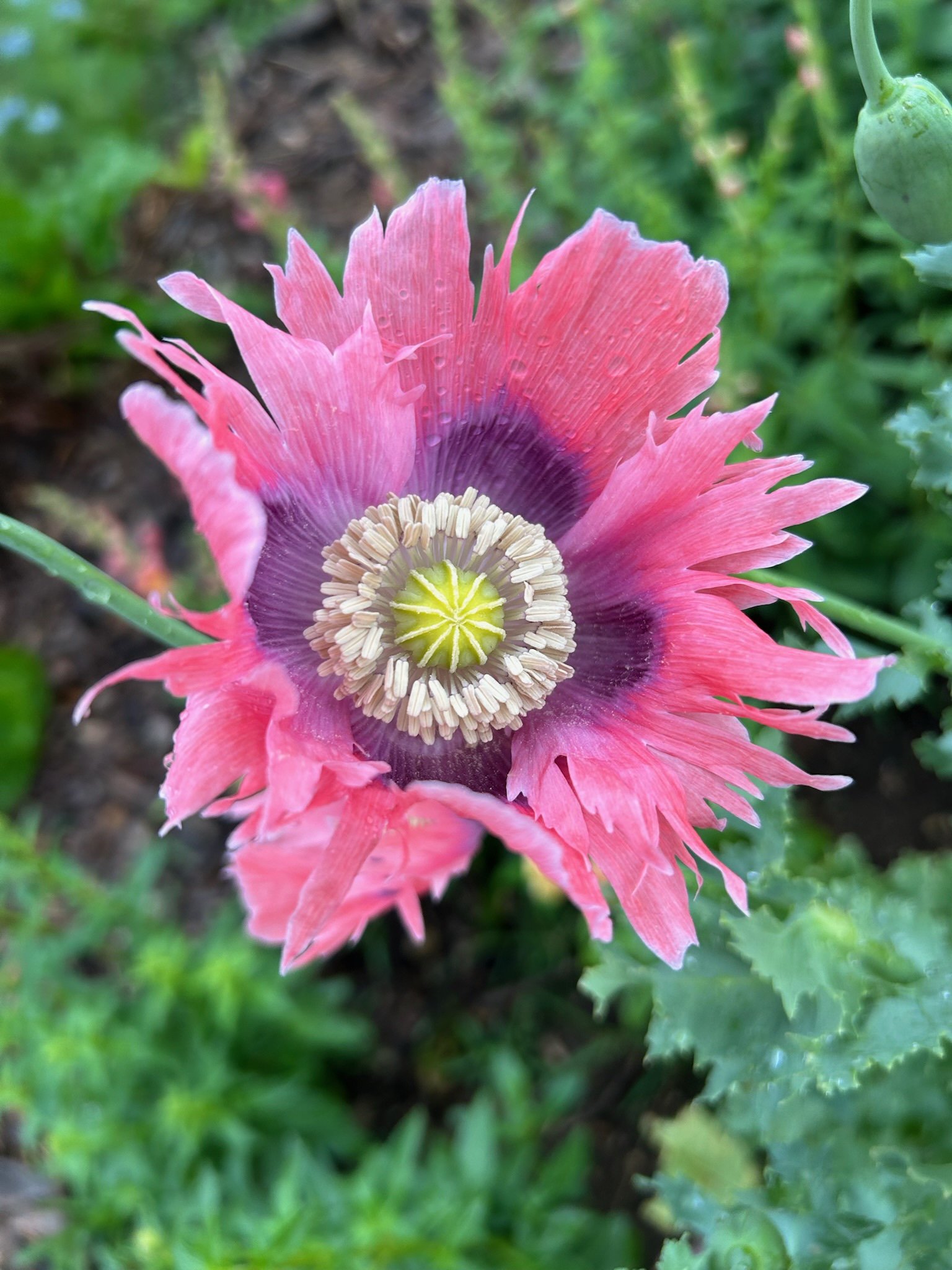 Poppy.jpeg