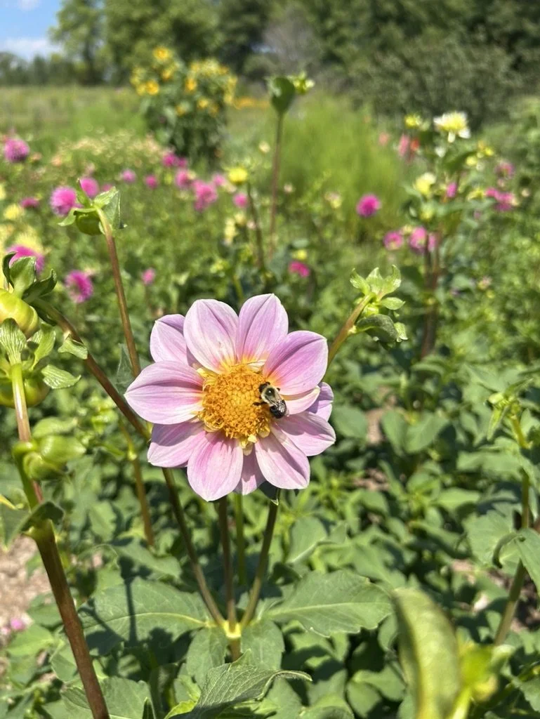Pollinator’s Paradise Collection - Dahlia Tubers