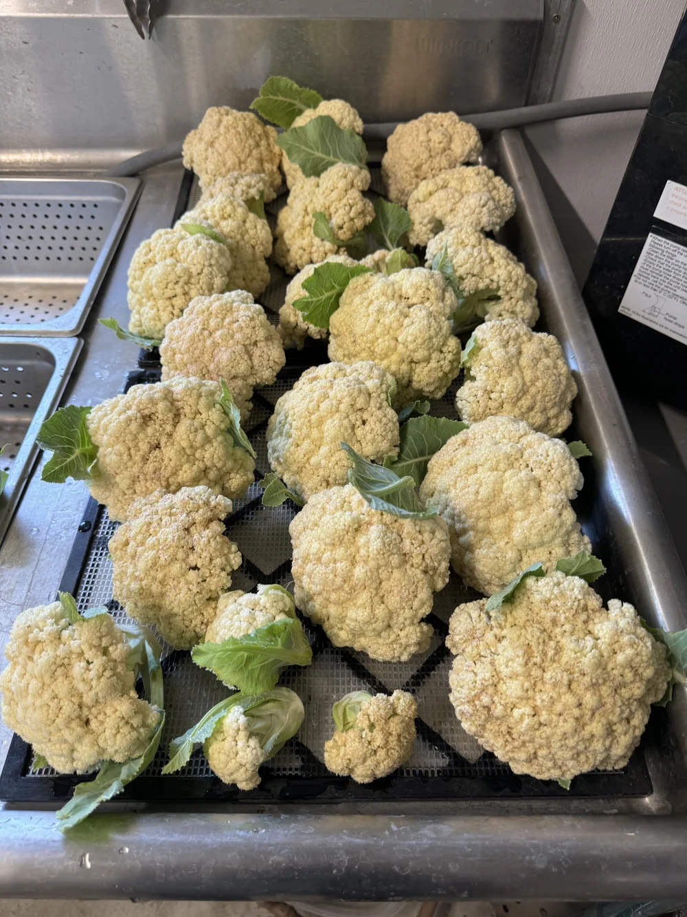 cauli_all.jpeg