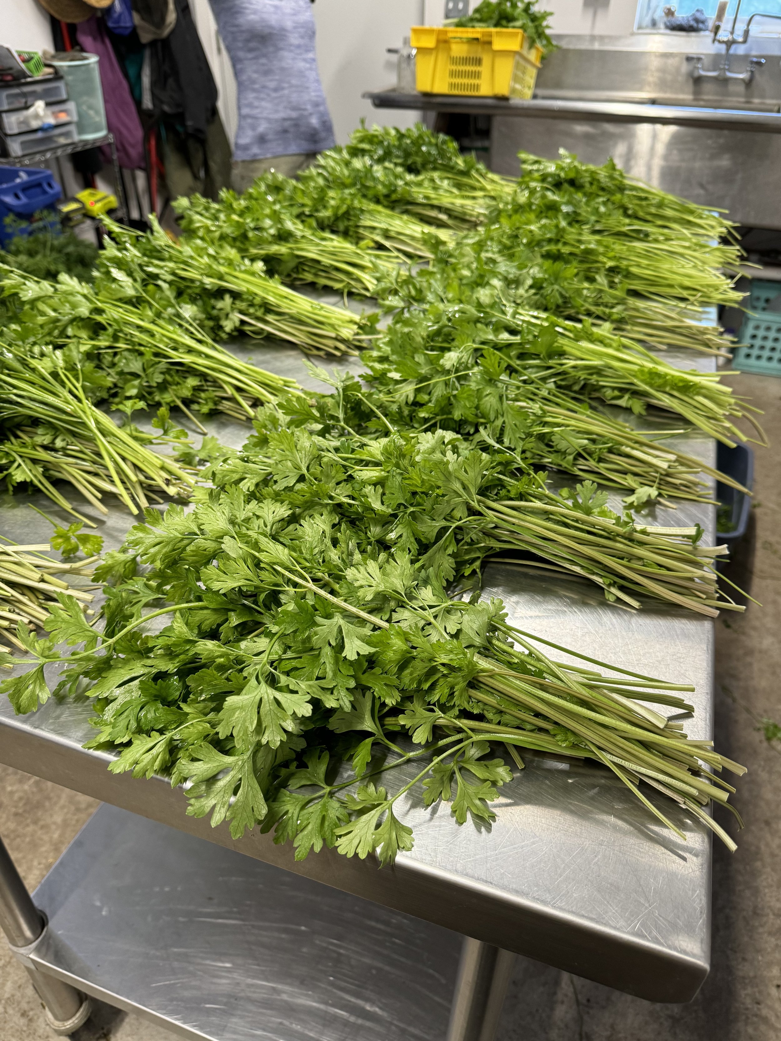 parsley.jpeg